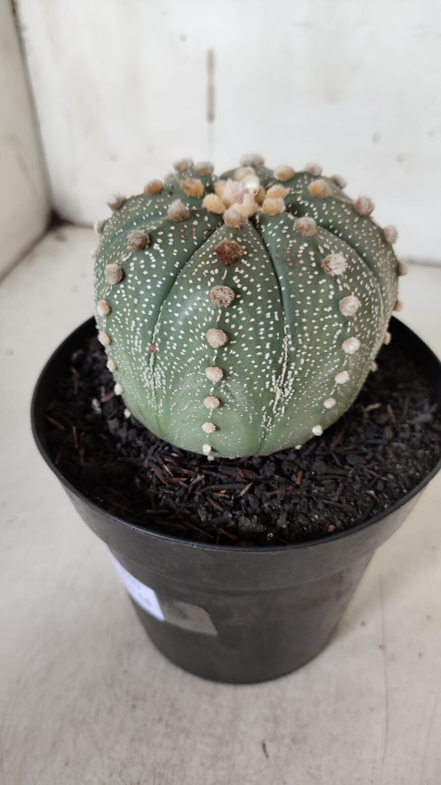 ASTROPHYTUM ASTERIAS  Nº 840 – vaso 15
