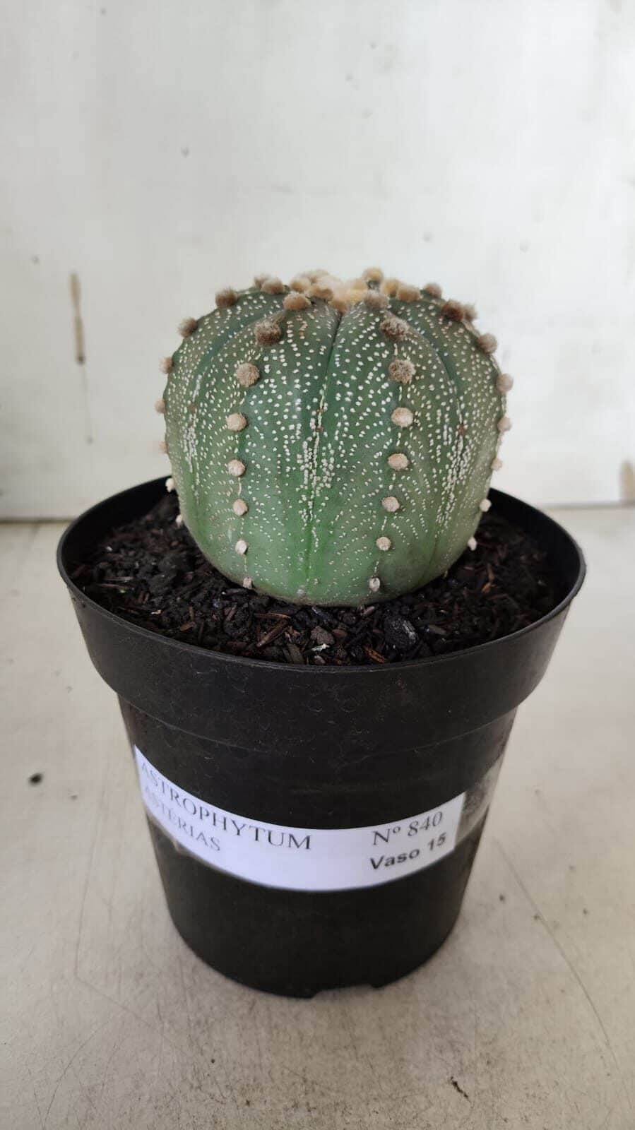 ASTROPHYTUM ASTERIAS  Nº 840 – vaso 15