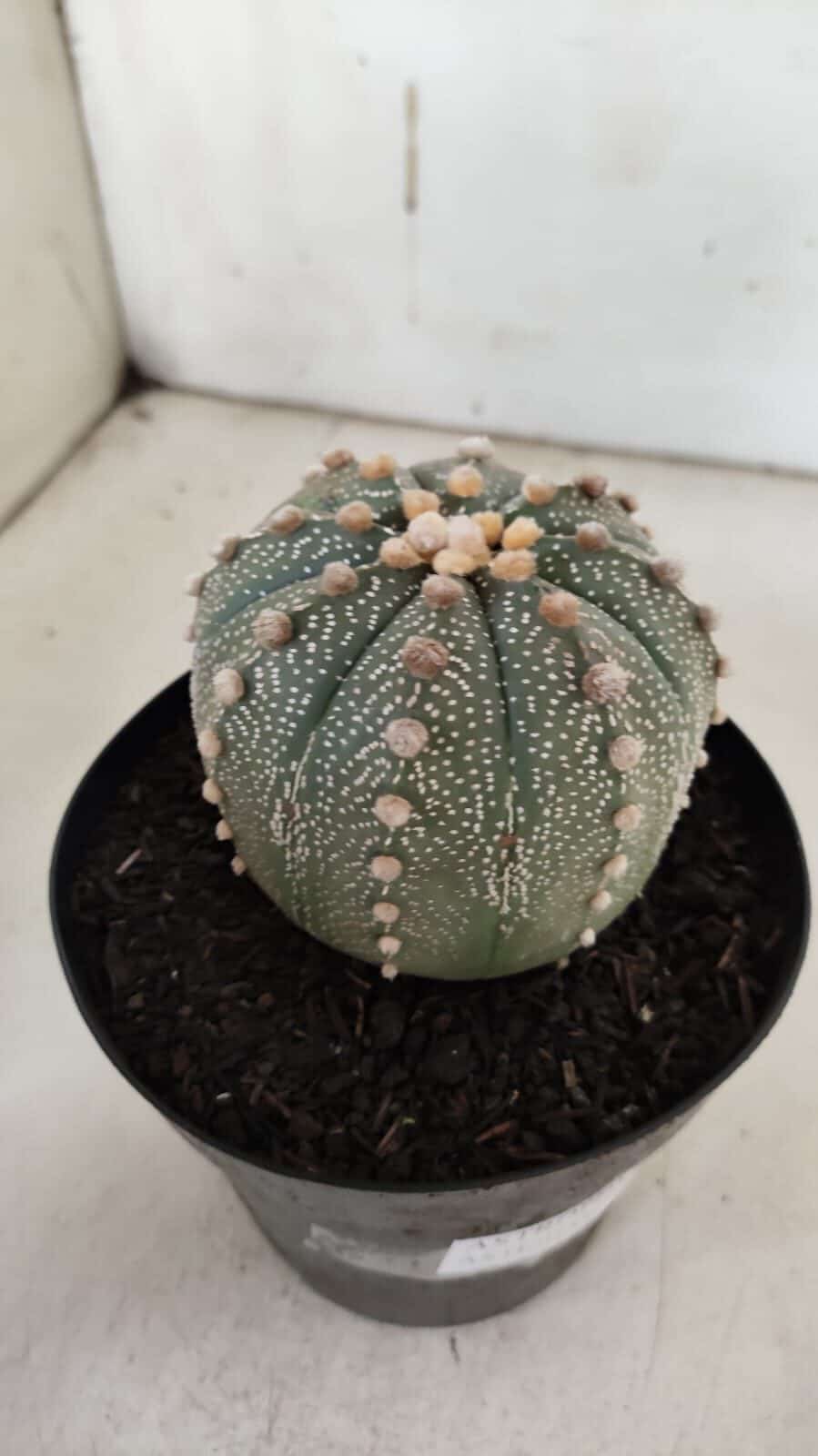 ASTROPHYTUM ASTERIAS  Nº 840 – vaso 15