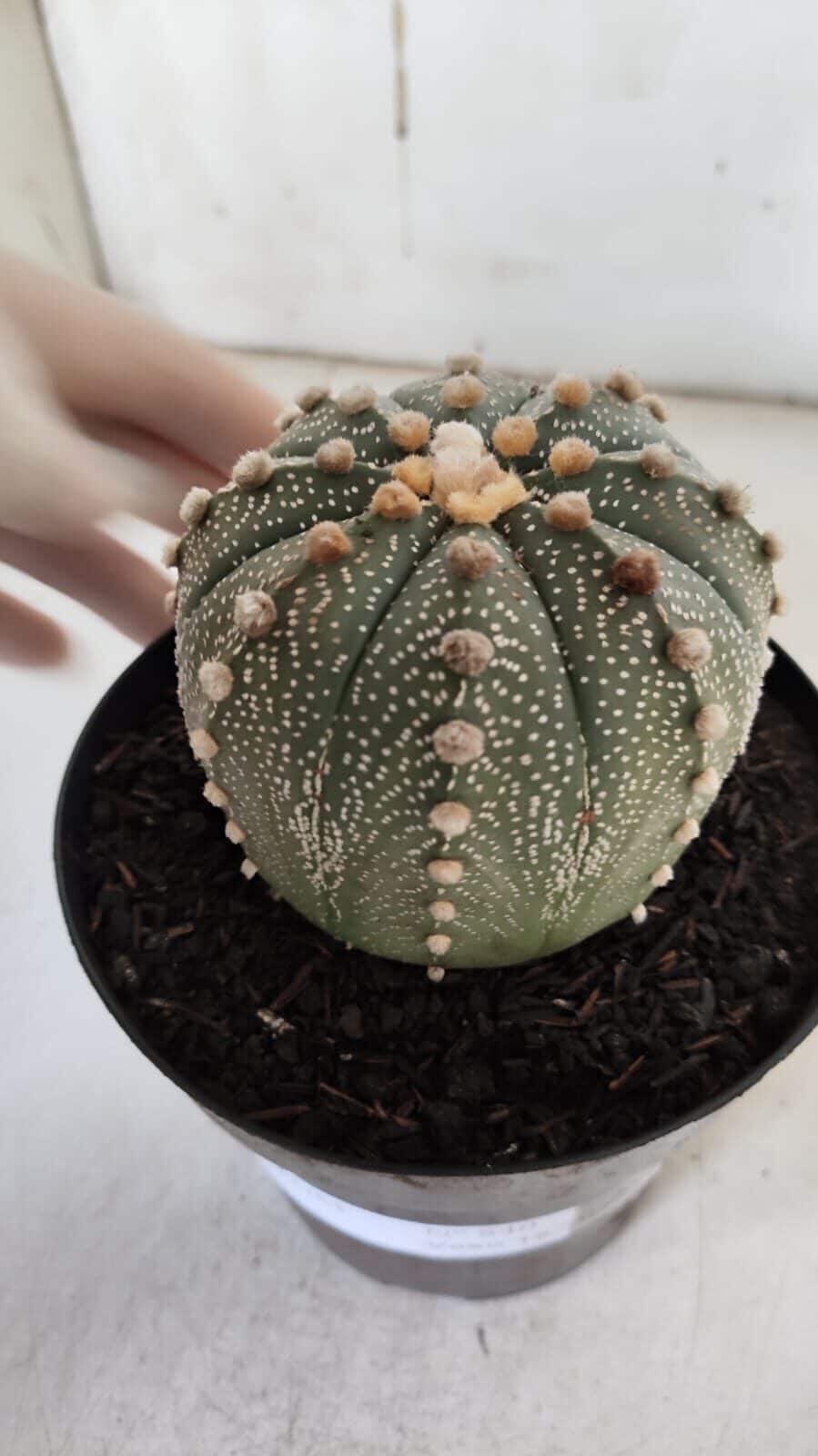 ASTROPHYTUM ASTERIAS  Nº 840 – vaso 15