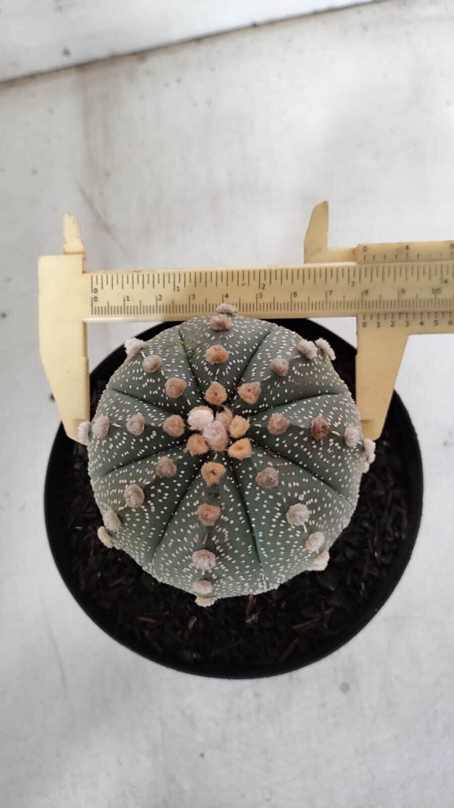 ASTROPHYTUM ASTERIAS  Nº 840 – vaso 15