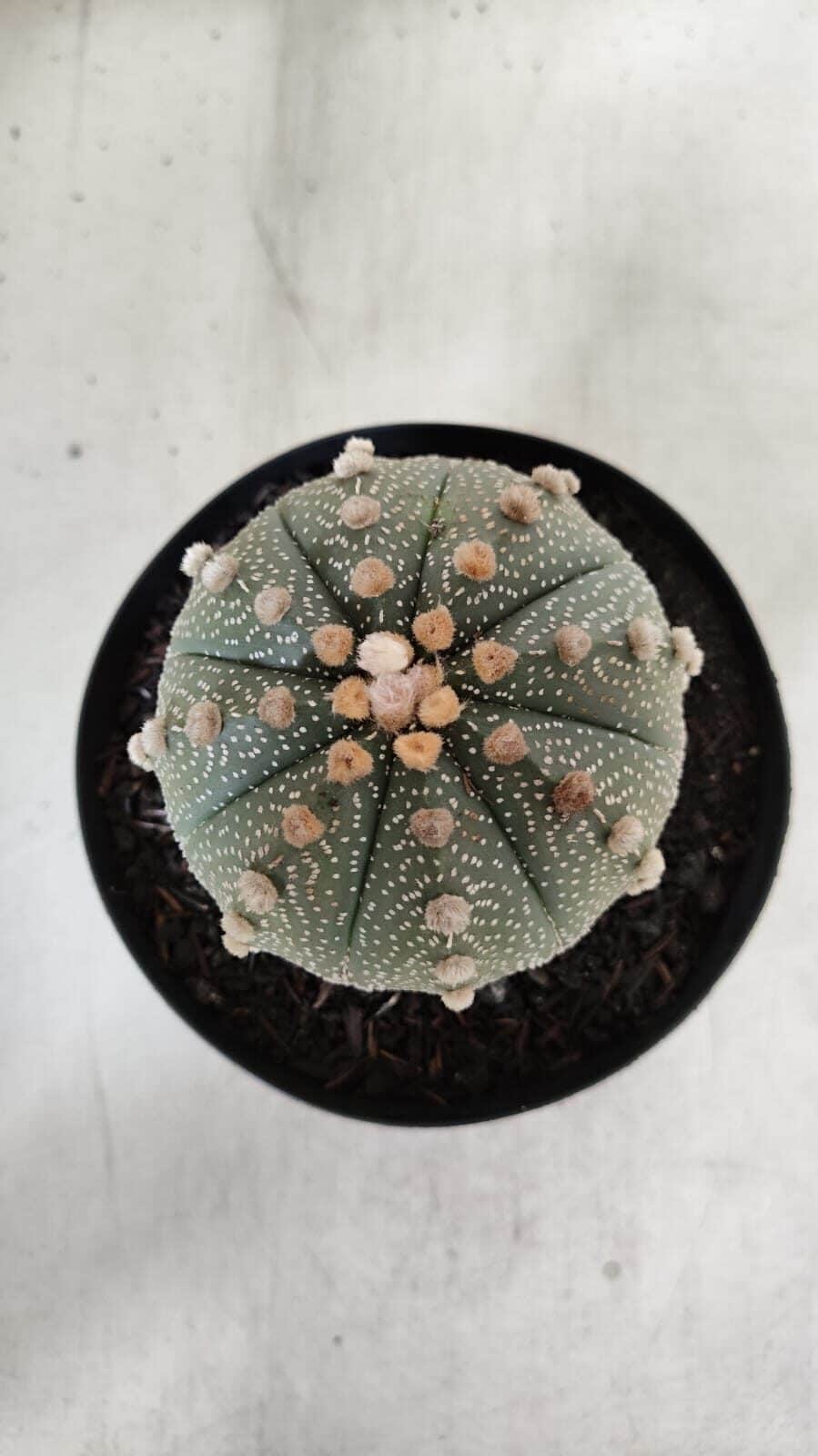 ASTROPHYTUM ASTERIAS  Nº 840 – vaso 15