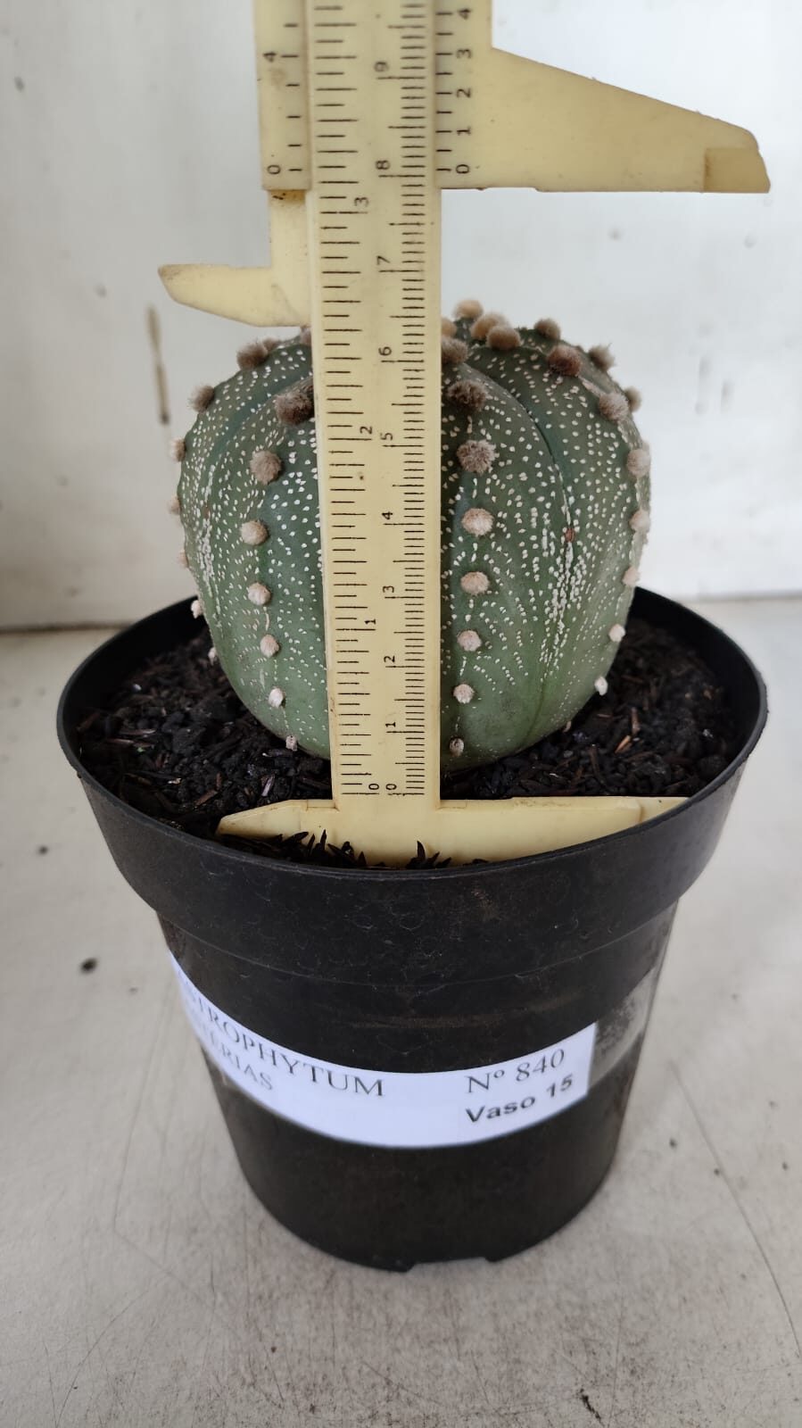 ASTROPHYTUM ASTERIAS  Nº 840 – vaso 15