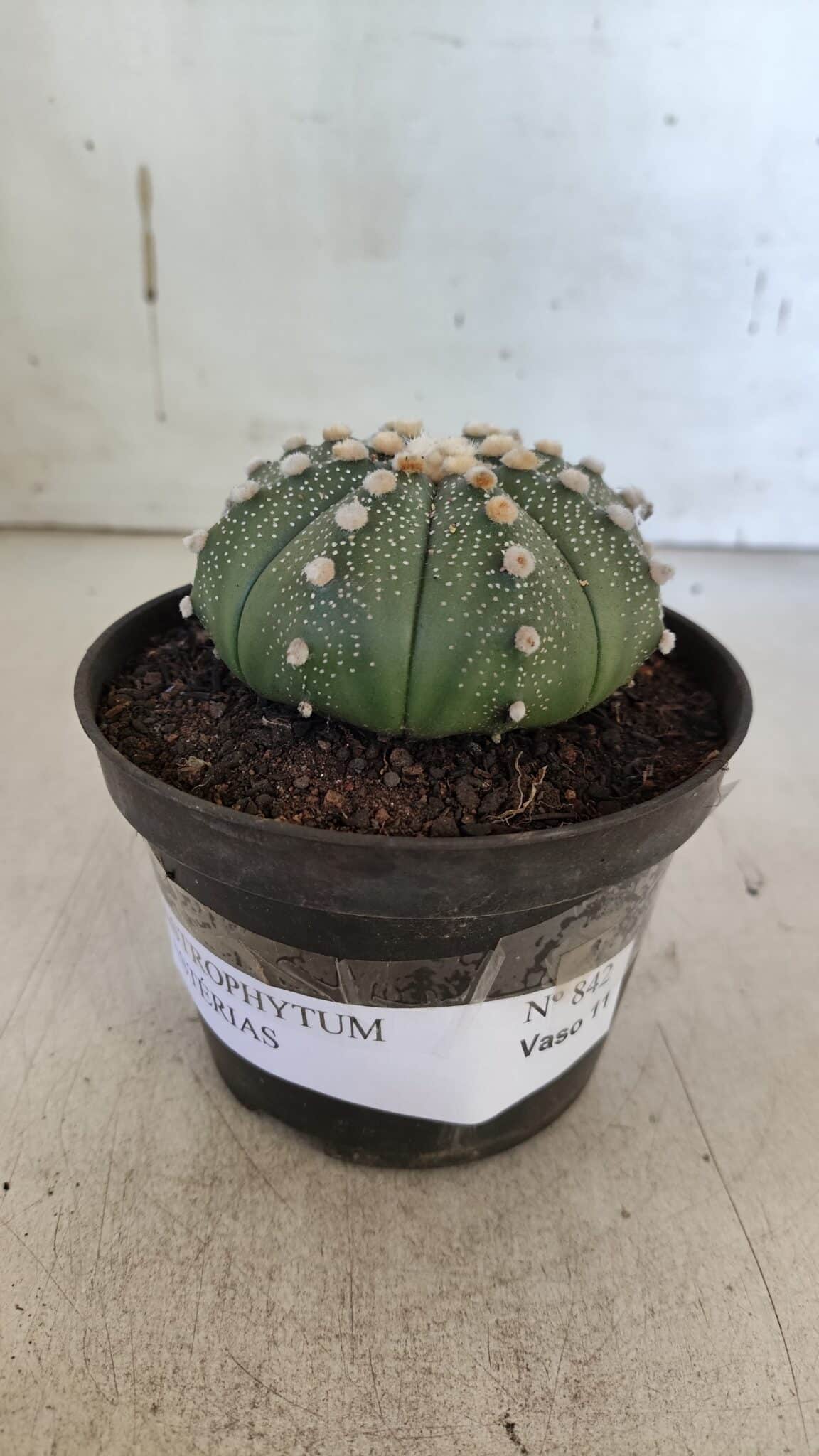 ASTROPHYTUM ASTERIAS  Nº 842 – vaso 11