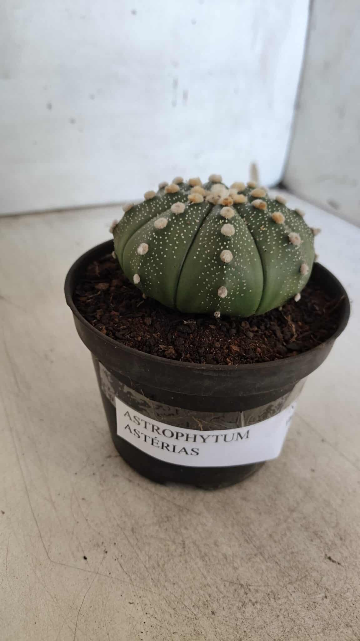 ASTROPHYTUM ASTERIAS  Nº 842 – vaso 11