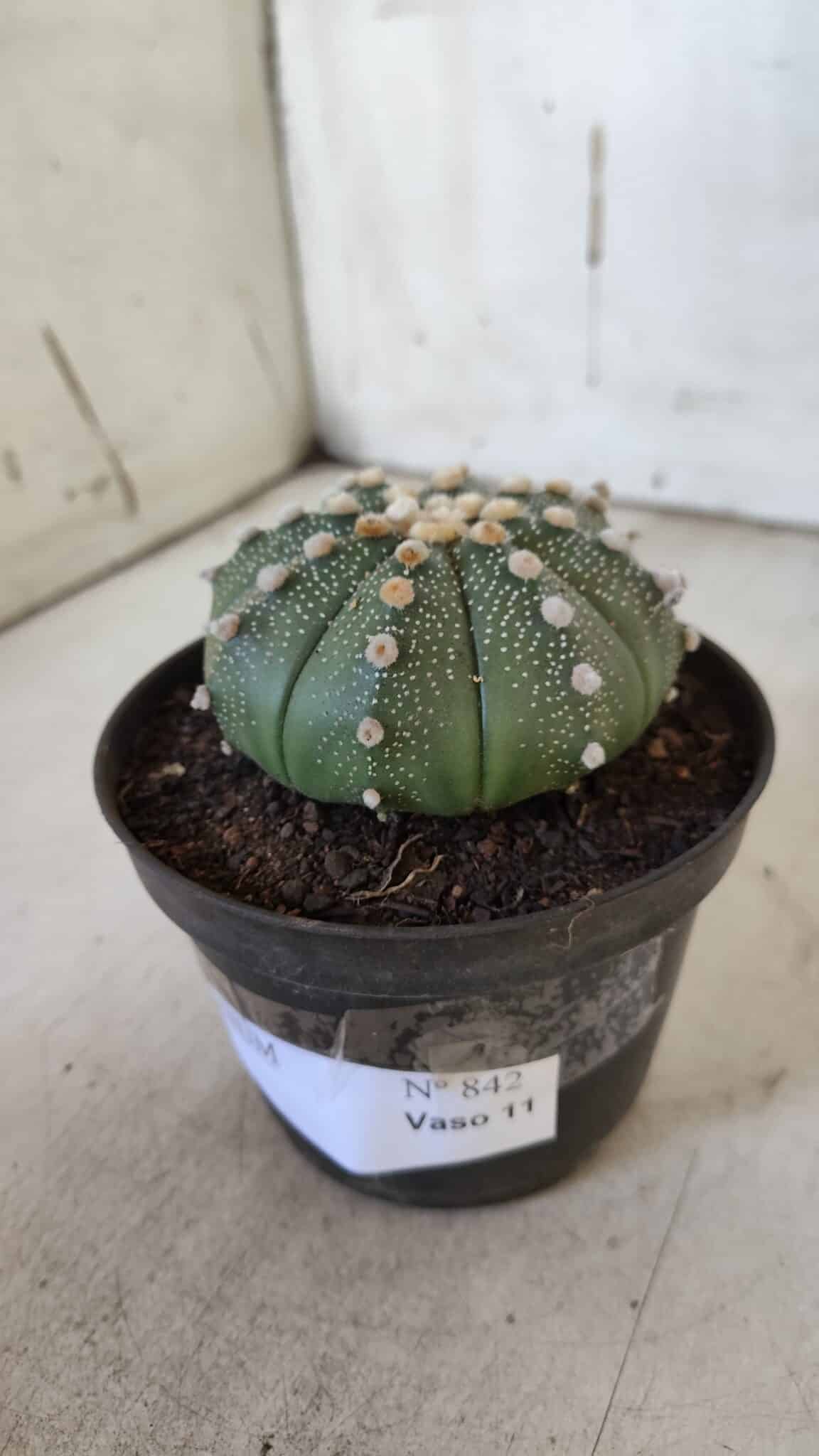 ASTROPHYTUM ASTERIAS  Nº 842 – vaso 11
