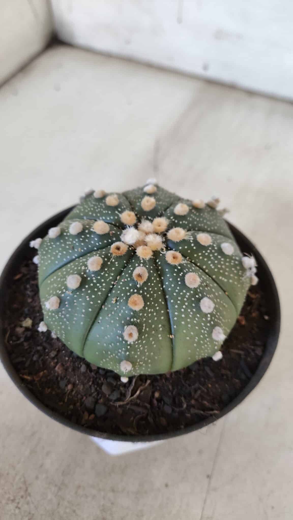ASTROPHYTUM ASTERIAS  Nº 842 – vaso 11