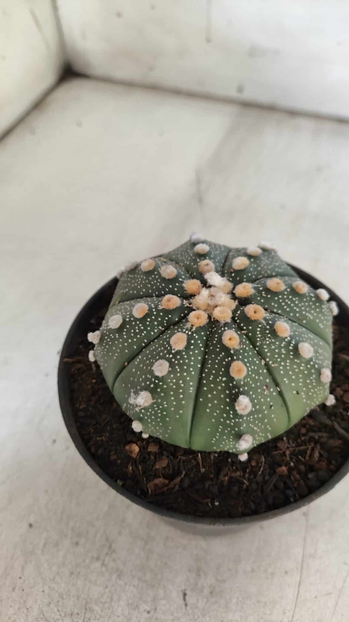ASTROPHYTUM ASTERIAS  Nº 842 – vaso 11