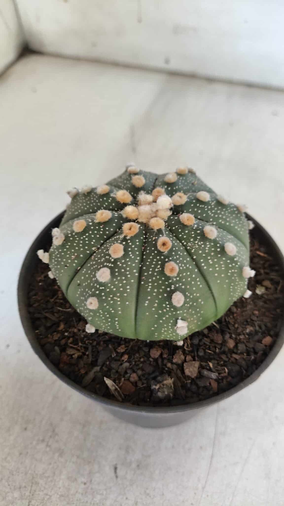 ASTROPHYTUM ASTERIAS  Nº 842 – vaso 11