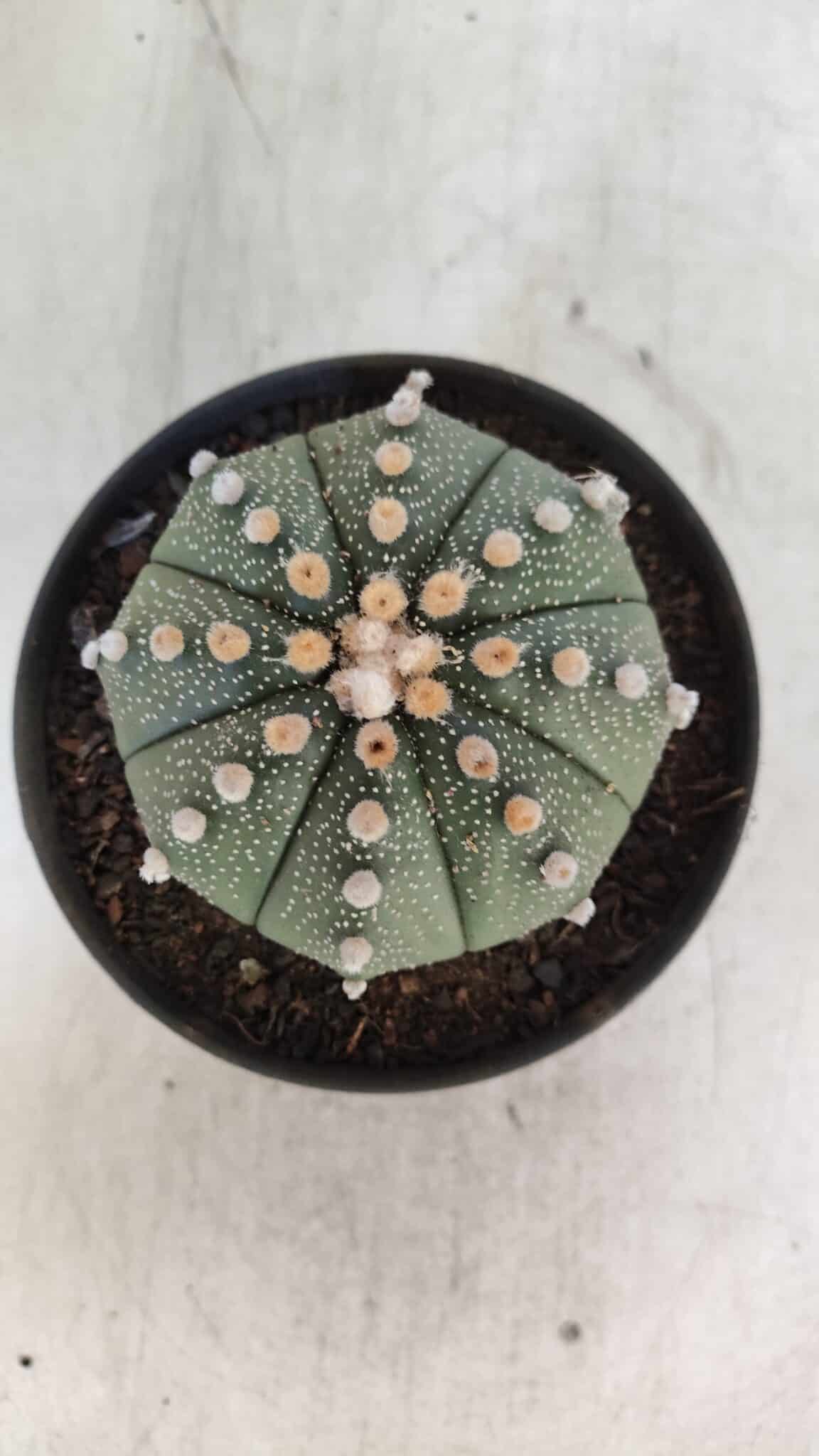 ASTROPHYTUM ASTERIAS  Nº 842 – vaso 11