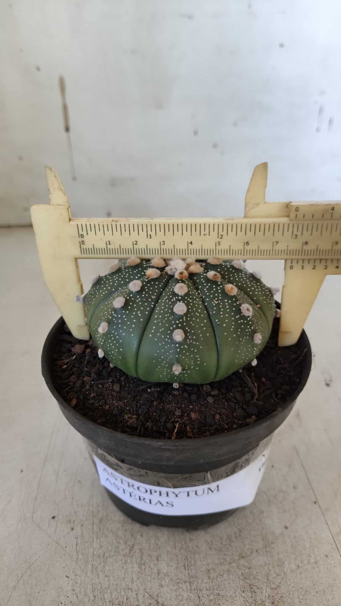 ASTROPHYTUM ASTERIAS  Nº 842 – vaso 11