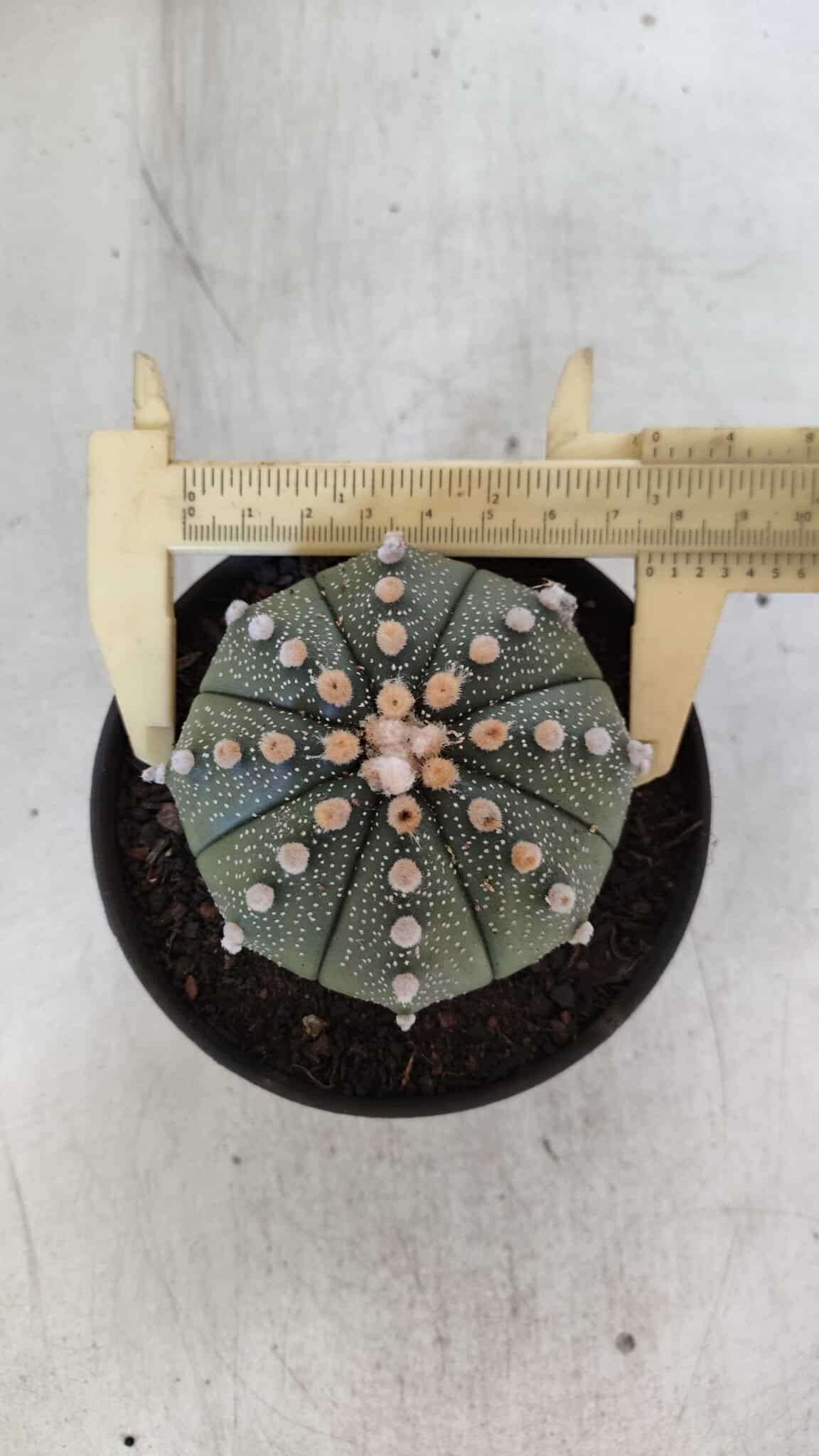 ASTROPHYTUM ASTERIAS  Nº 842 – vaso 11