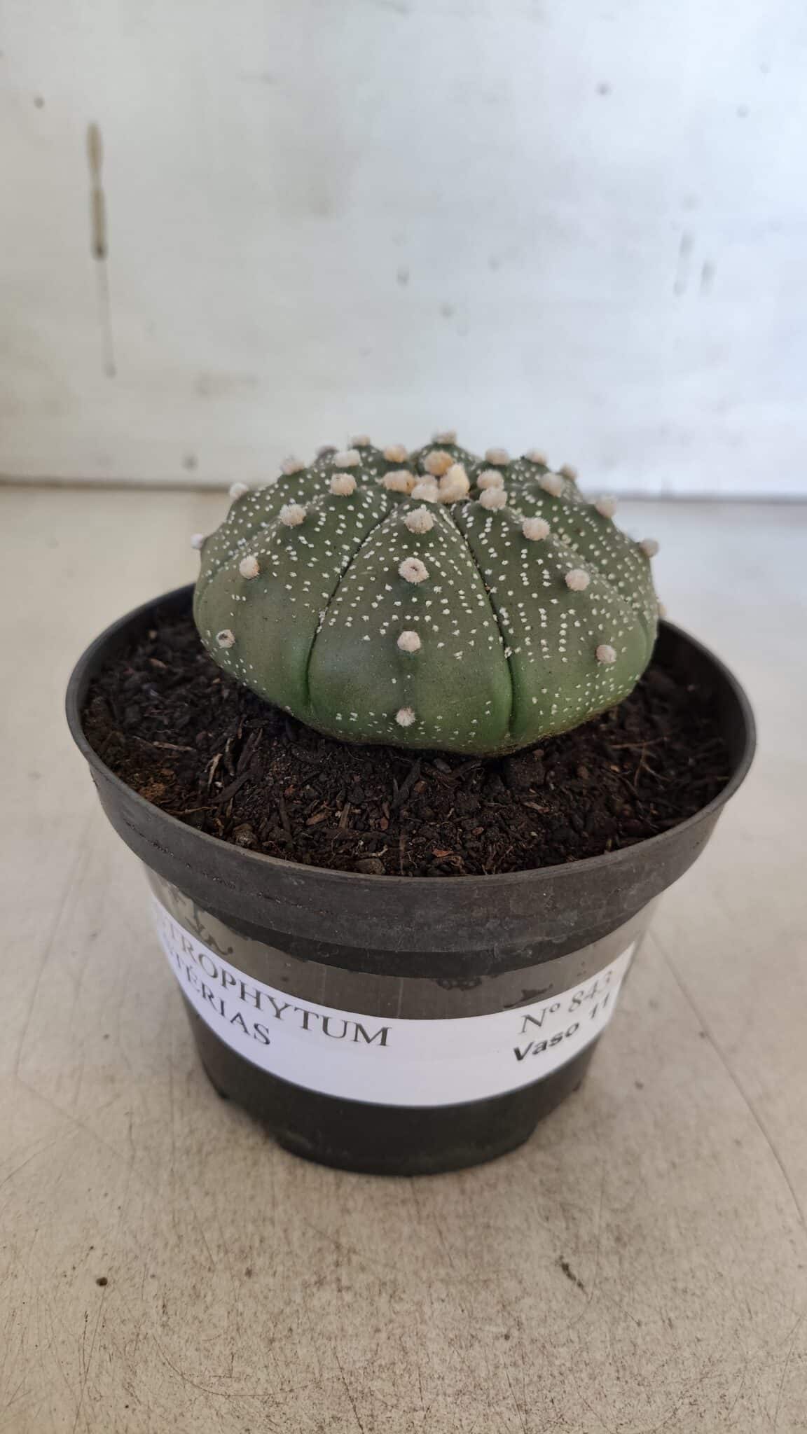 ASTROPHYTUM ASTERIAS  Nº 843 – vaso 11