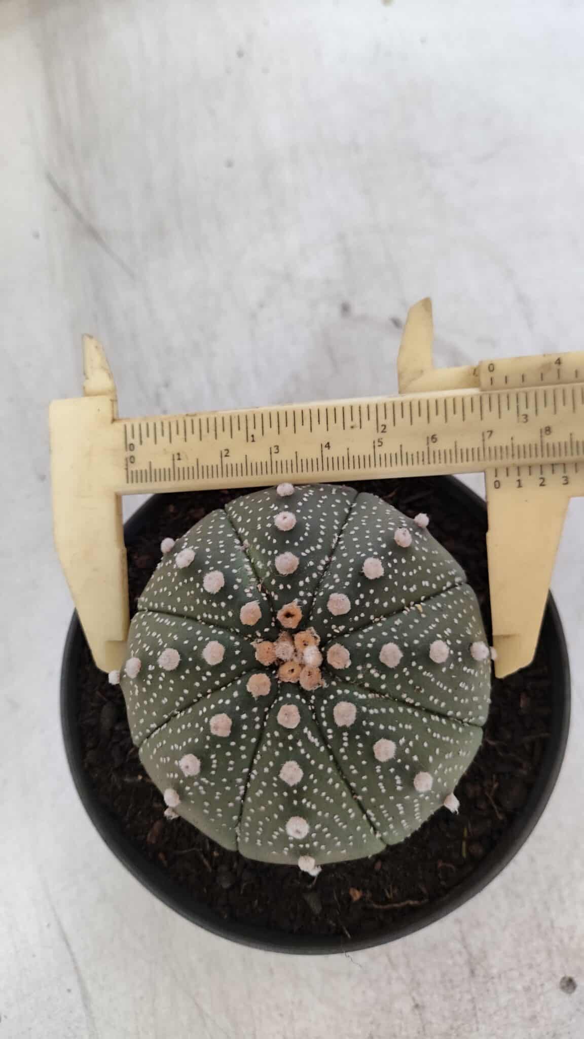 ASTROPHYTUM ASTERIAS  Nº 843 – vaso 11
