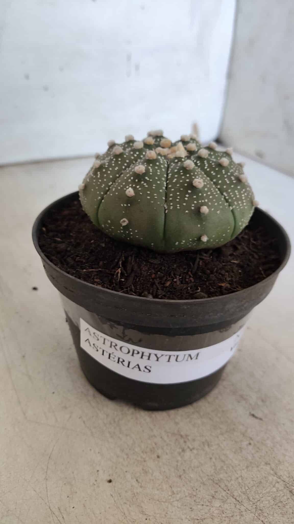 ASTROPHYTUM ASTERIAS  Nº 843 – vaso 11