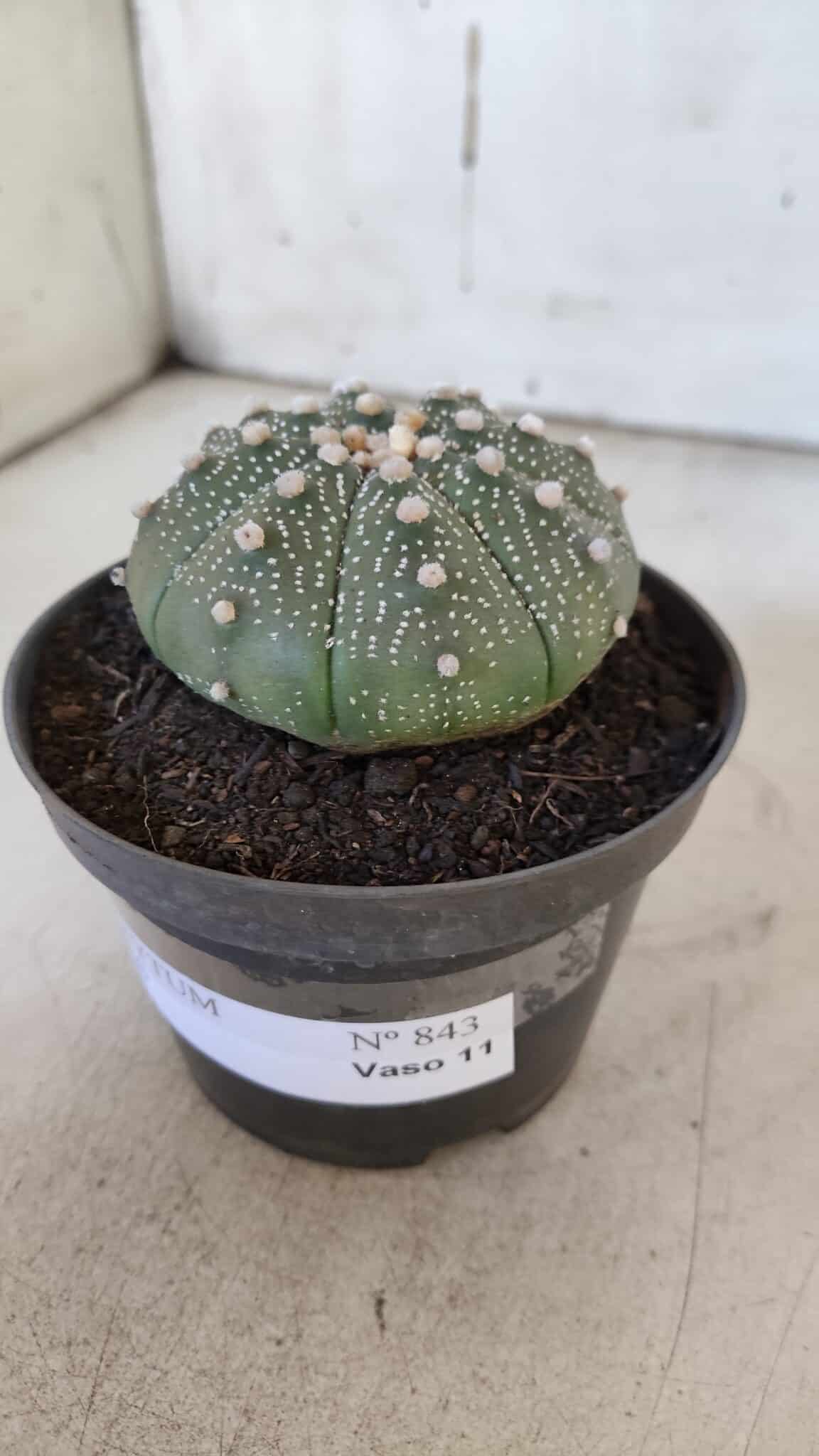 ASTROPHYTUM ASTERIAS  Nº 843 – vaso 11