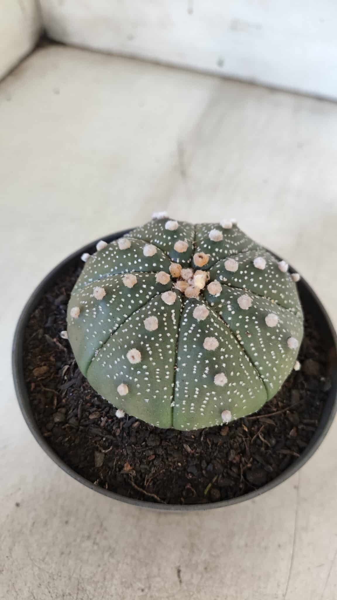 ASTROPHYTUM ASTERIAS  Nº 843 – vaso 11