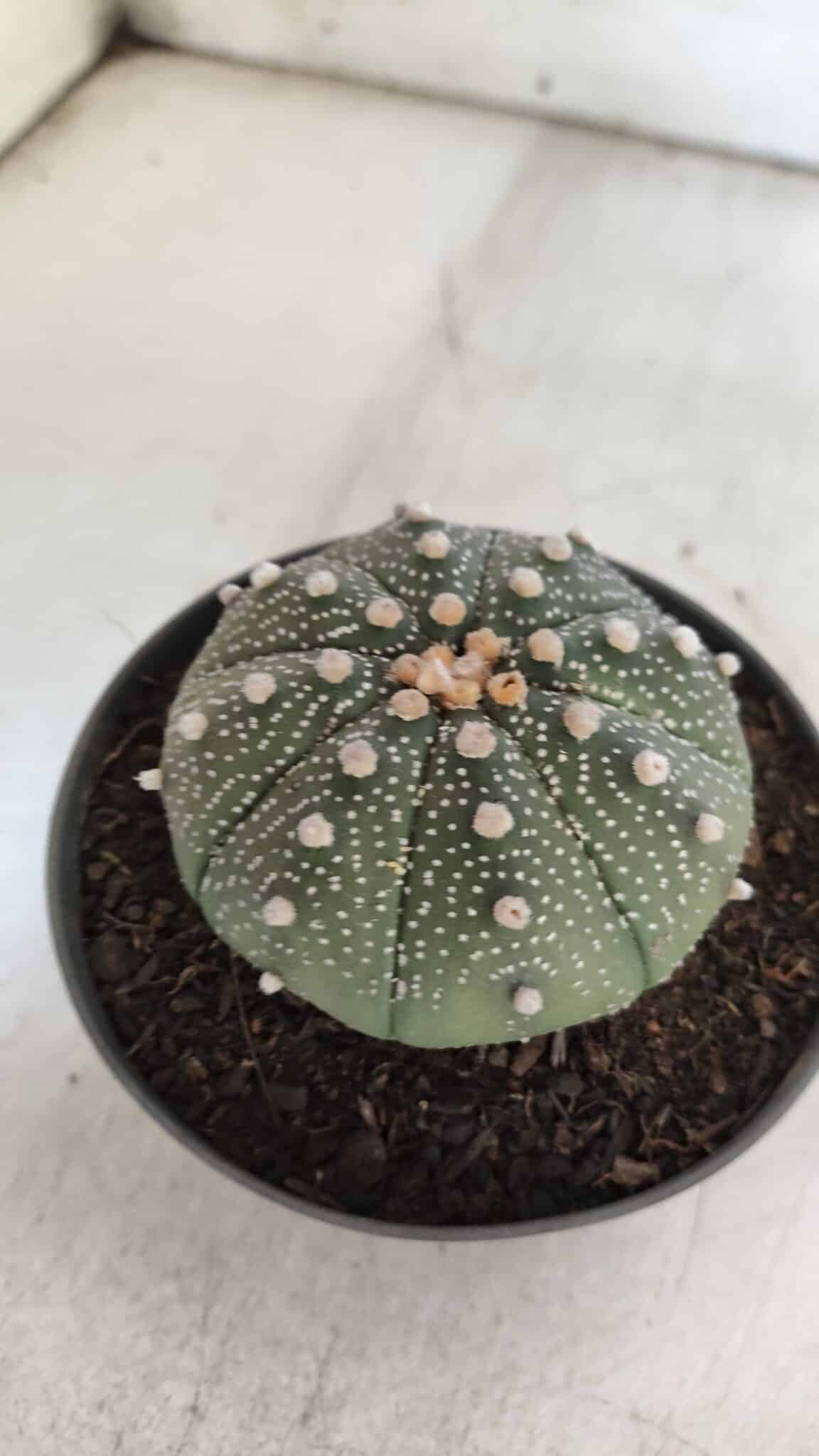 ASTROPHYTUM ASTERIAS  Nº 843 – vaso 11