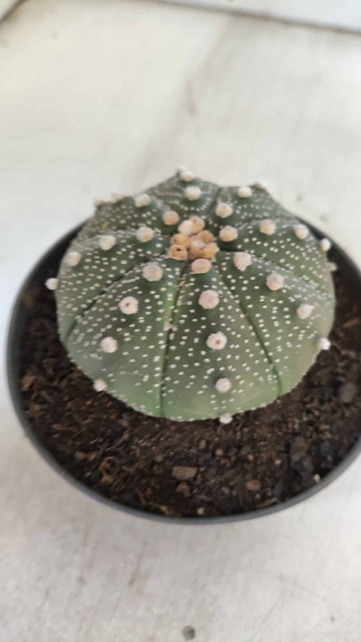 ASTROPHYTUM ASTERIAS  Nº 843 – vaso 11