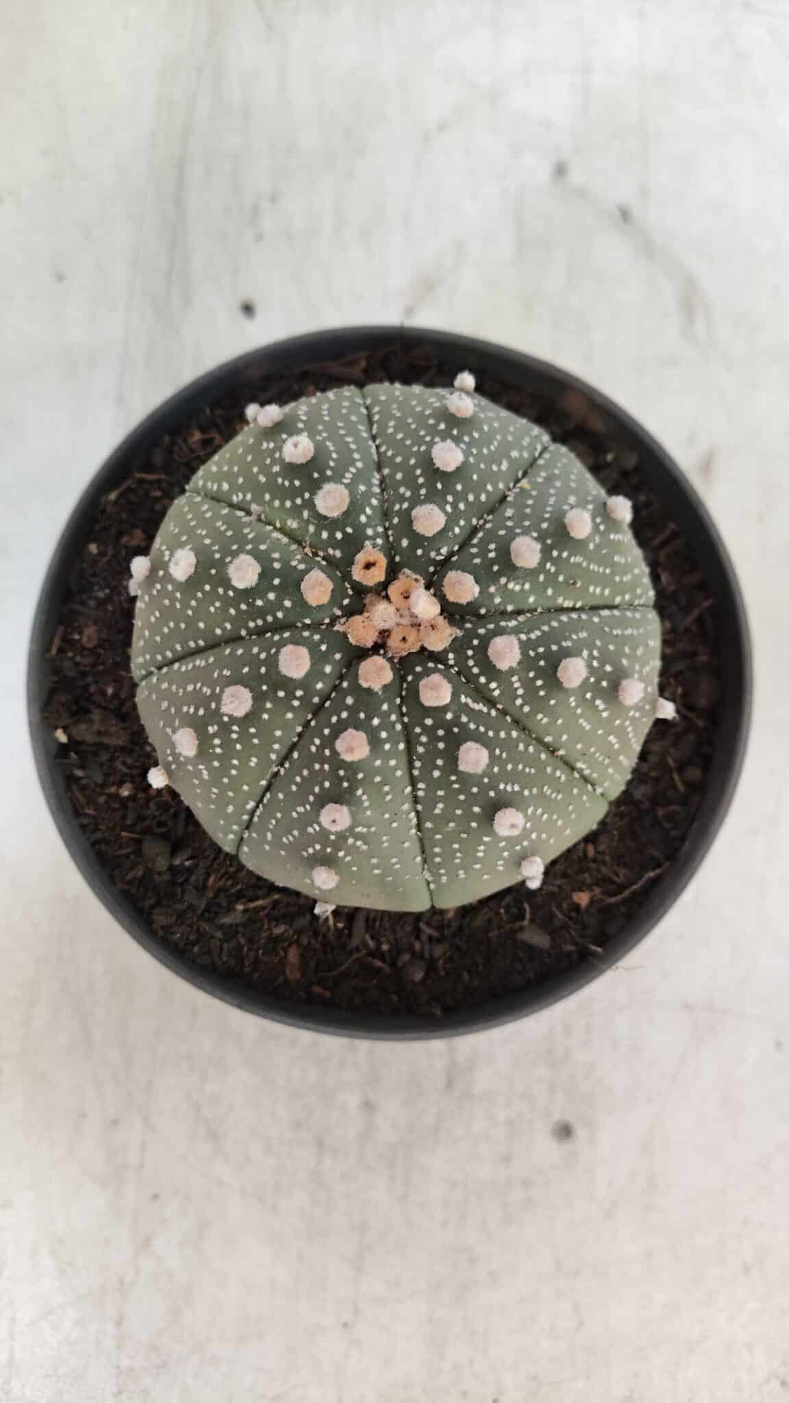 ASTROPHYTUM ASTERIAS  Nº 843 – vaso 11