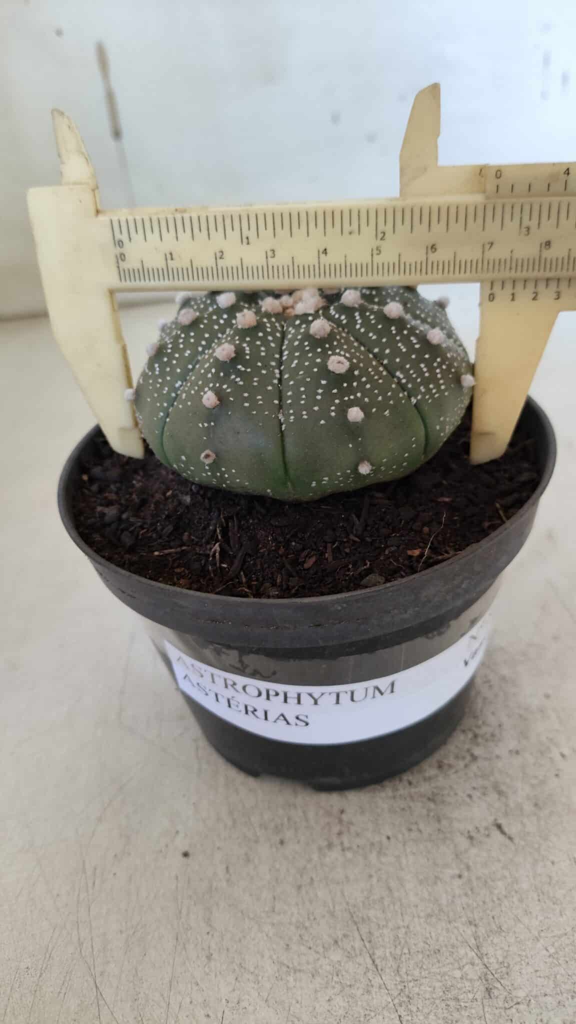 ASTROPHYTUM ASTERIAS  Nº 843 – vaso 11