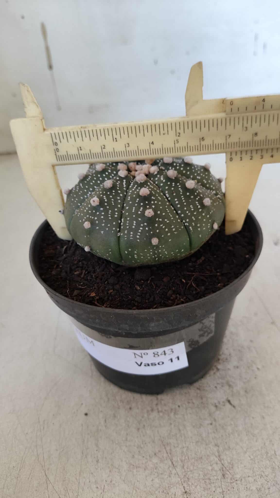 ASTROPHYTUM ASTERIAS  Nº 843 – vaso 11