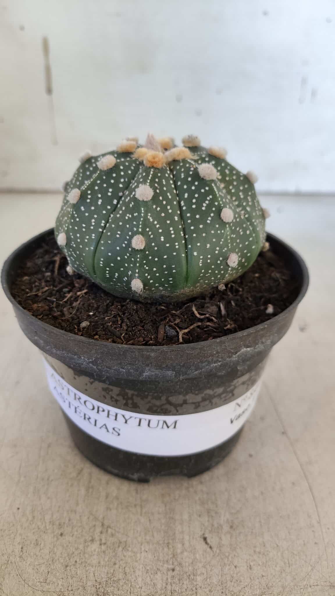 ASTROPHYTUM ASTERIAS Nº 844 – vaso 11