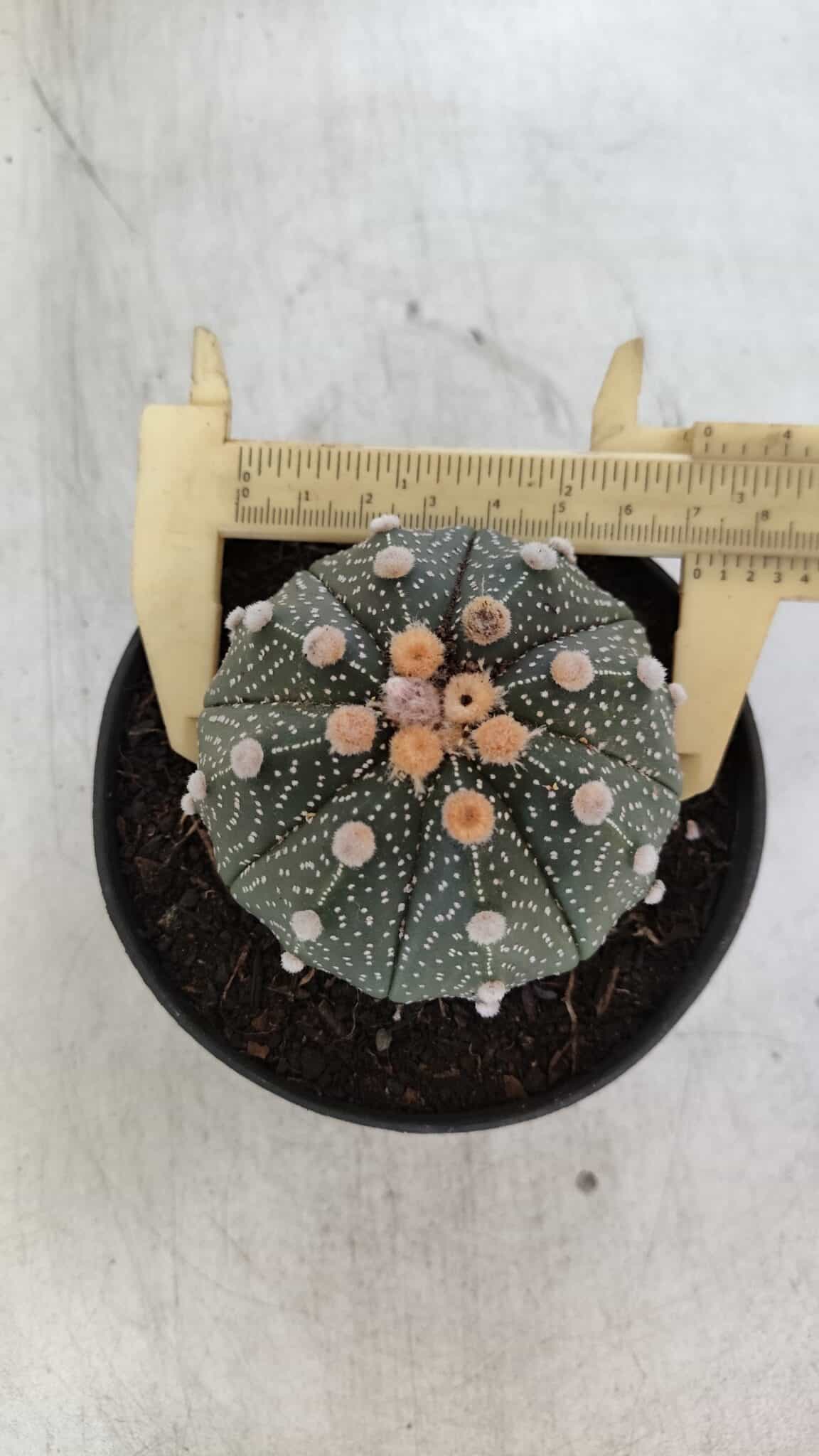 ASTROPHYTUM ASTERIAS Nº 844 – vaso 11