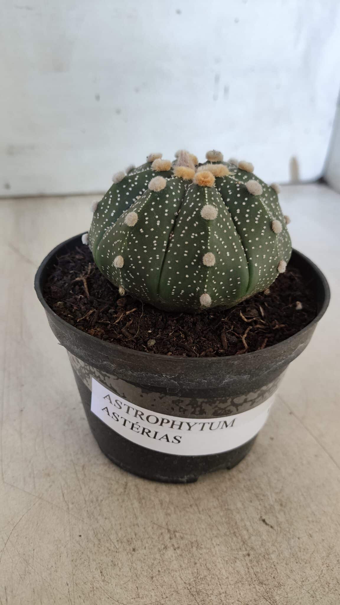ASTROPHYTUM ASTERIAS Nº 844 – vaso 11
