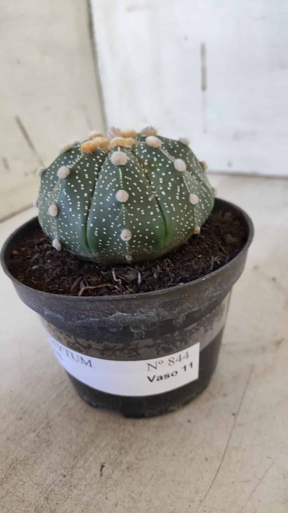 ASTROPHYTUM ASTERIAS Nº 844 – vaso 11