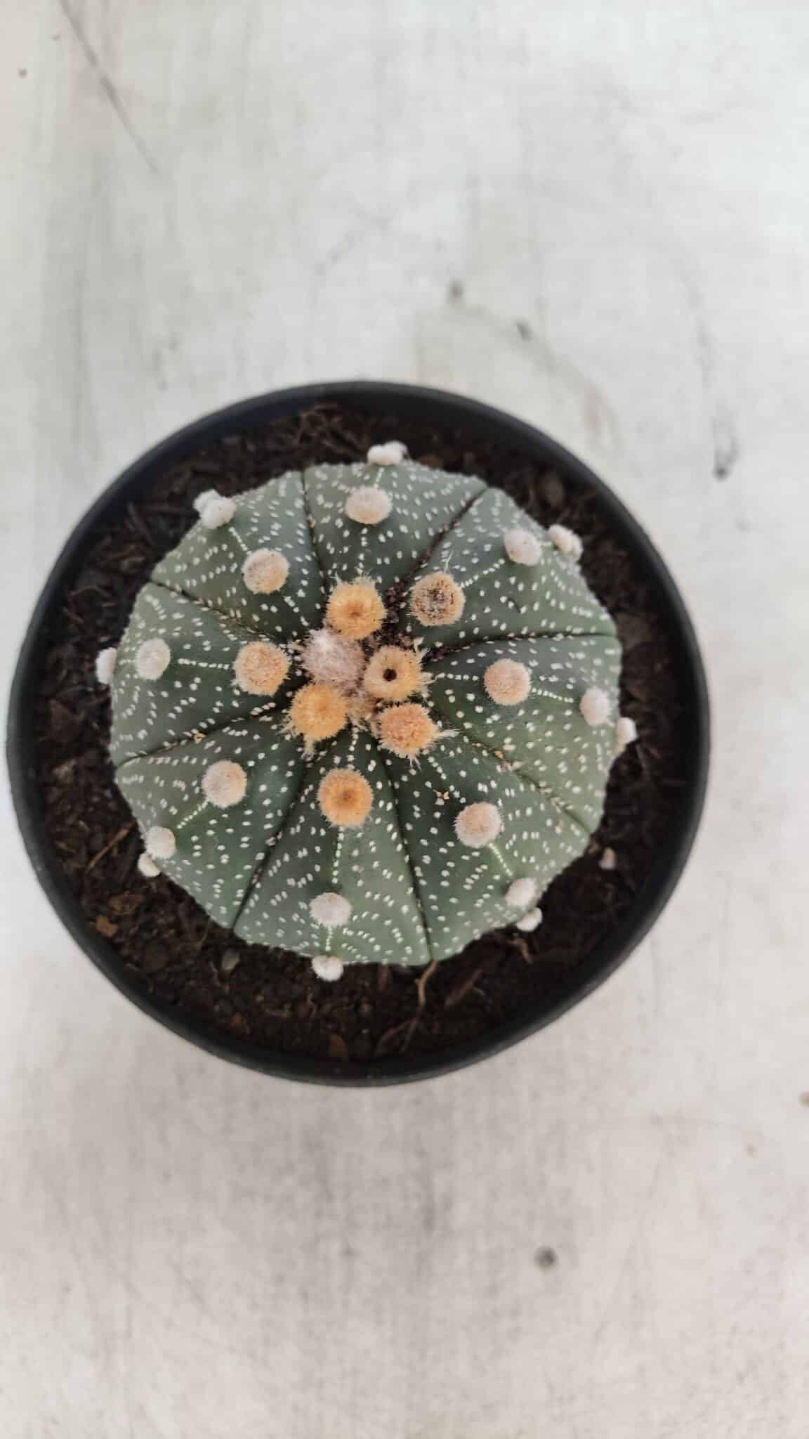 ASTROPHYTUM ASTERIAS Nº 844 – vaso 11