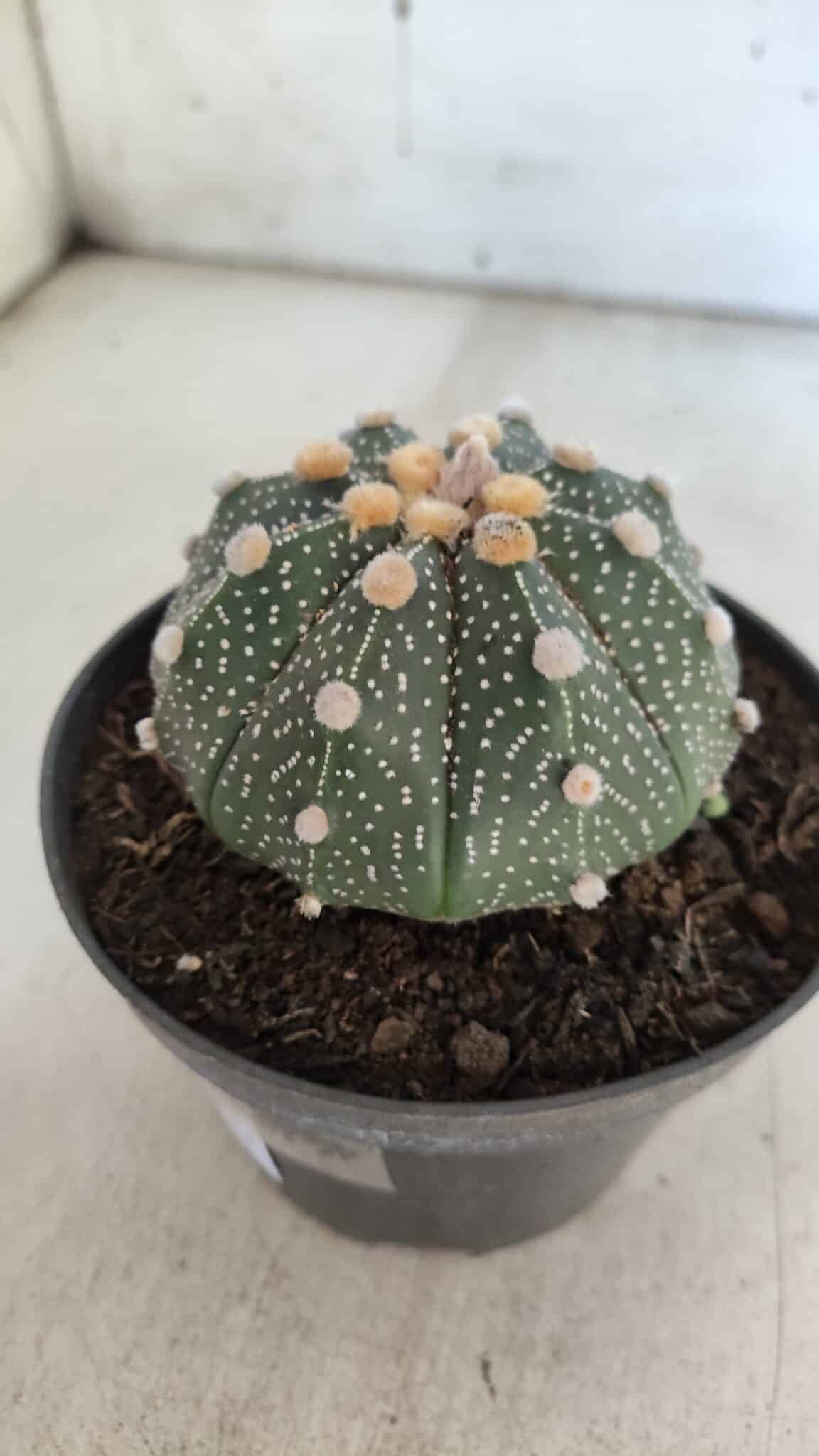 ASTROPHYTUM ASTERIAS Nº 844 – vaso 11