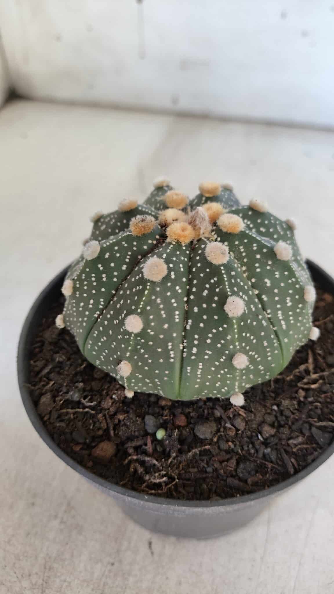 ASTROPHYTUM ASTERIAS Nº 844 – vaso 11