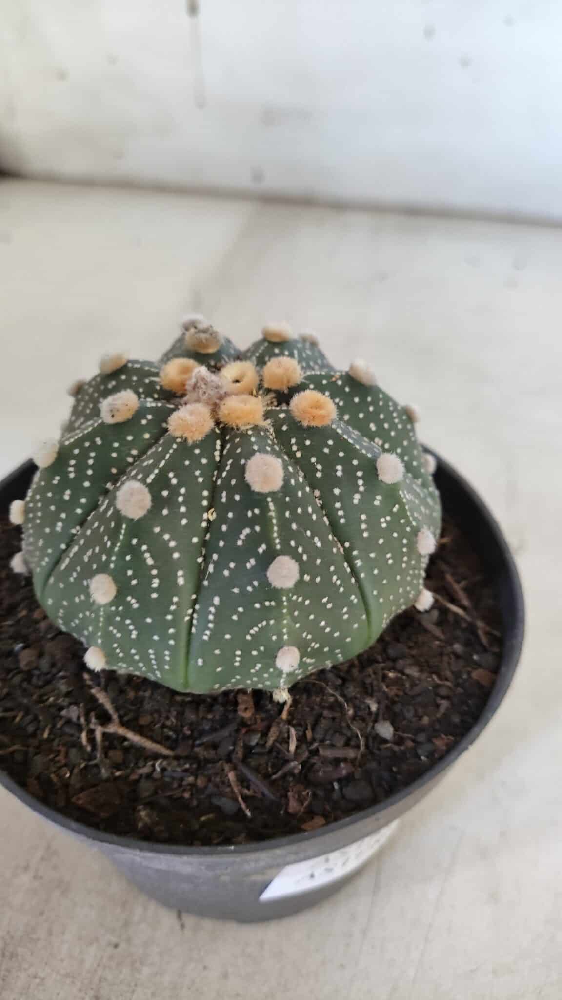 ASTROPHYTUM ASTERIAS Nº 844 – vaso 11