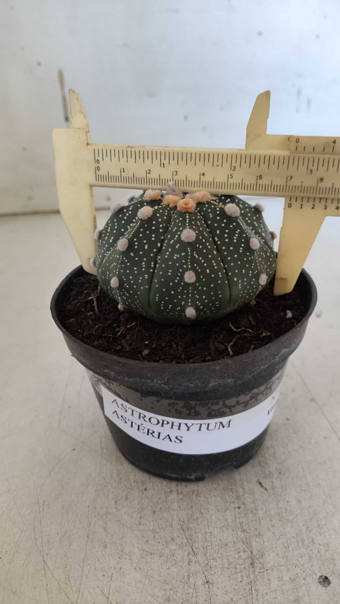 ASTROPHYTUM ASTERIAS Nº 844 – vaso 11