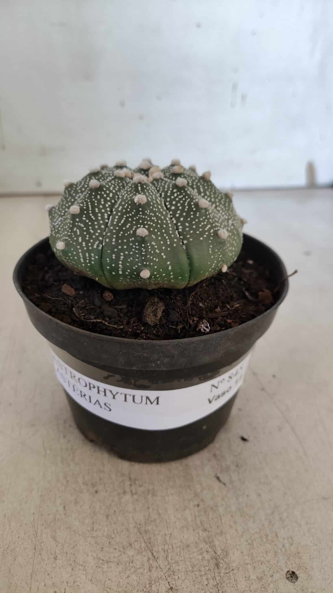 ASTROPHYTUM ASTERIAS Nº 845 – vaso 11