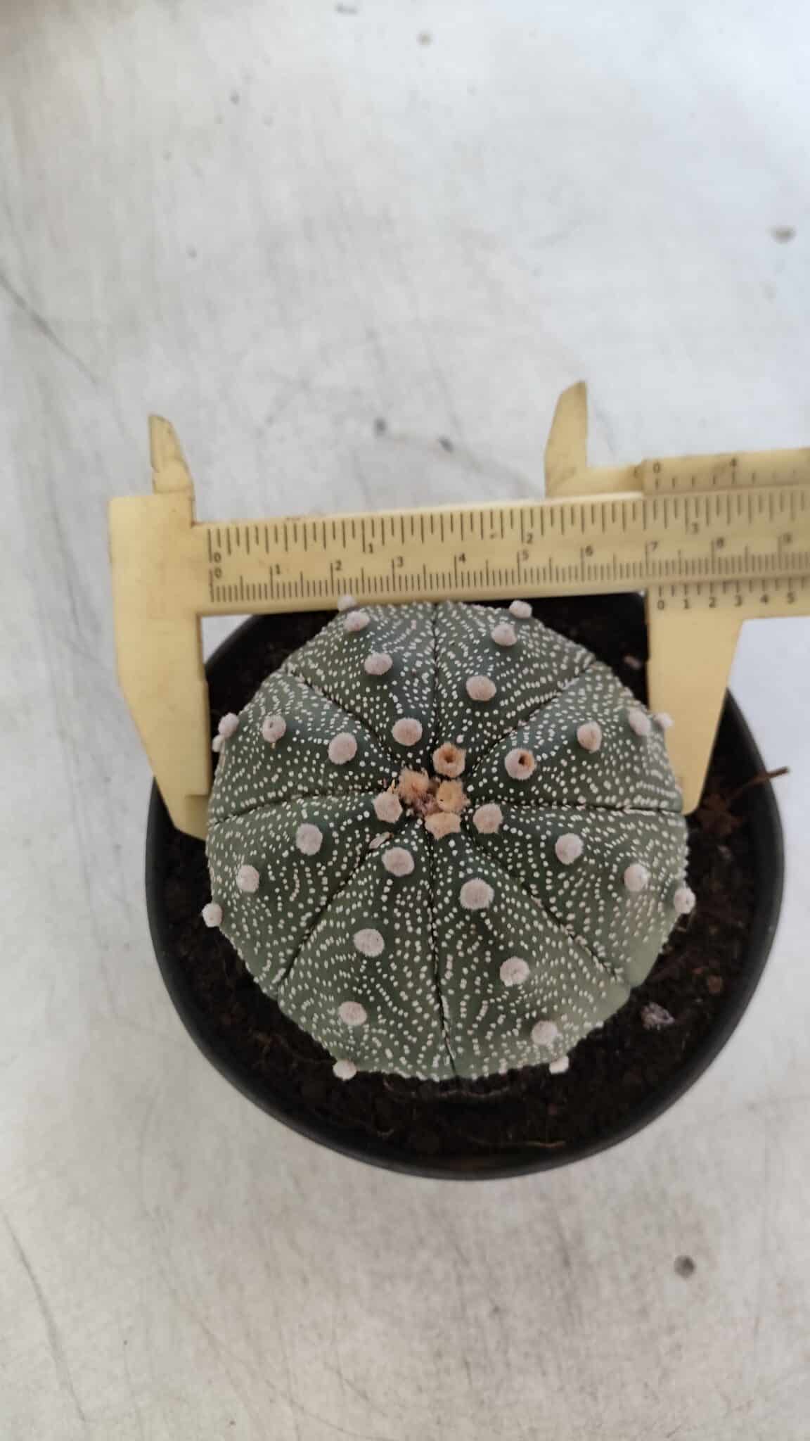 ASTROPHYTUM ASTERIAS Nº 845 – vaso 11