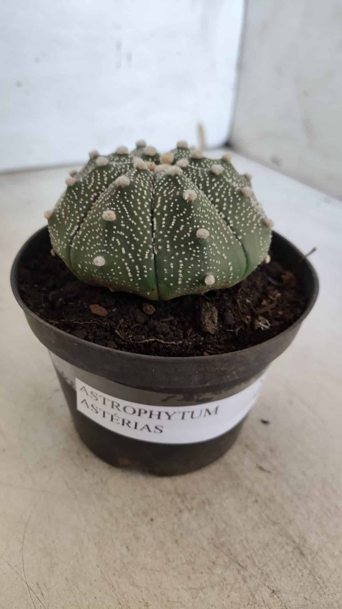 ASTROPHYTUM ASTERIAS Nº 845 – vaso 11