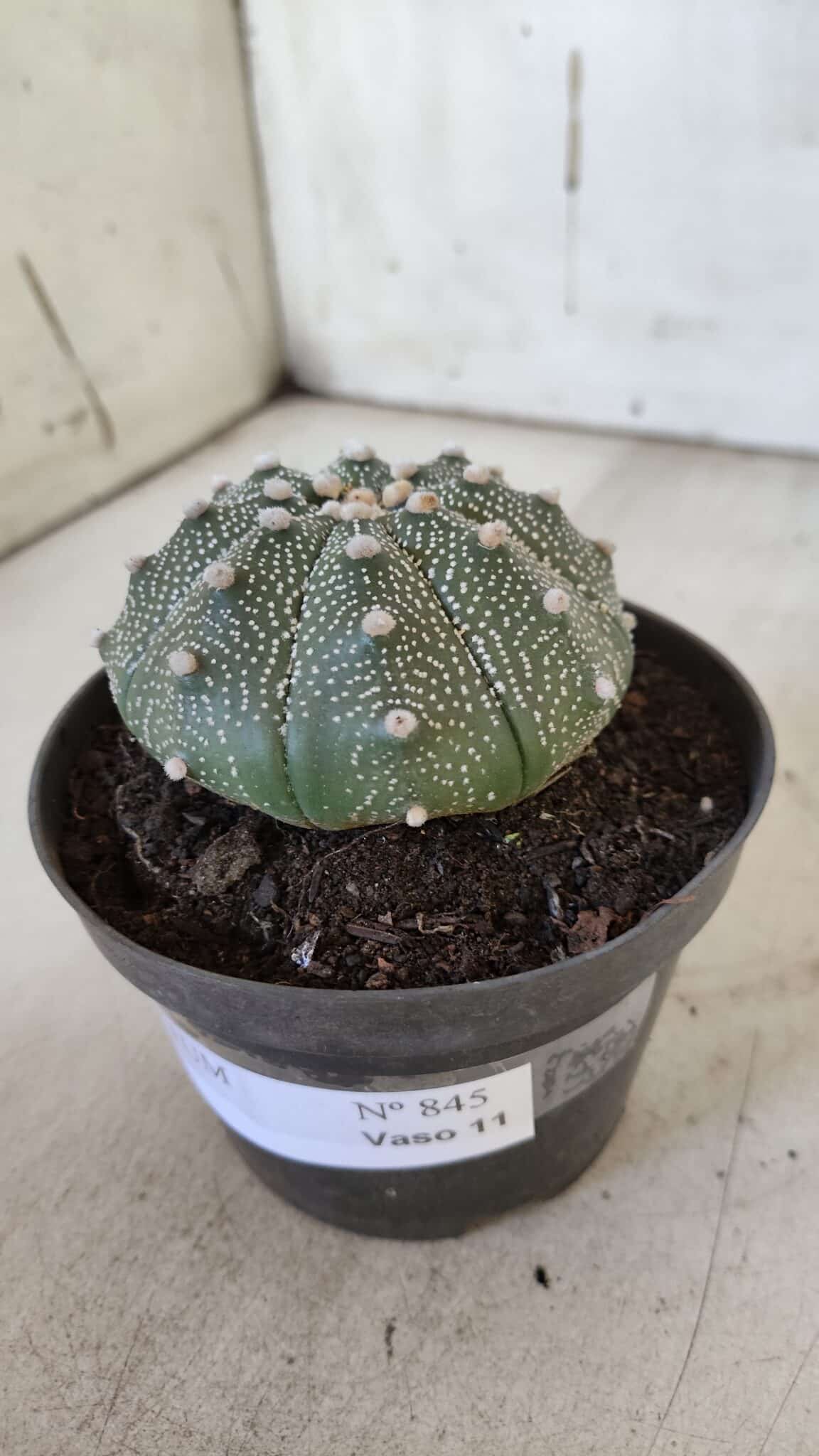 ASTROPHYTUM ASTERIAS Nº 845 – vaso 11