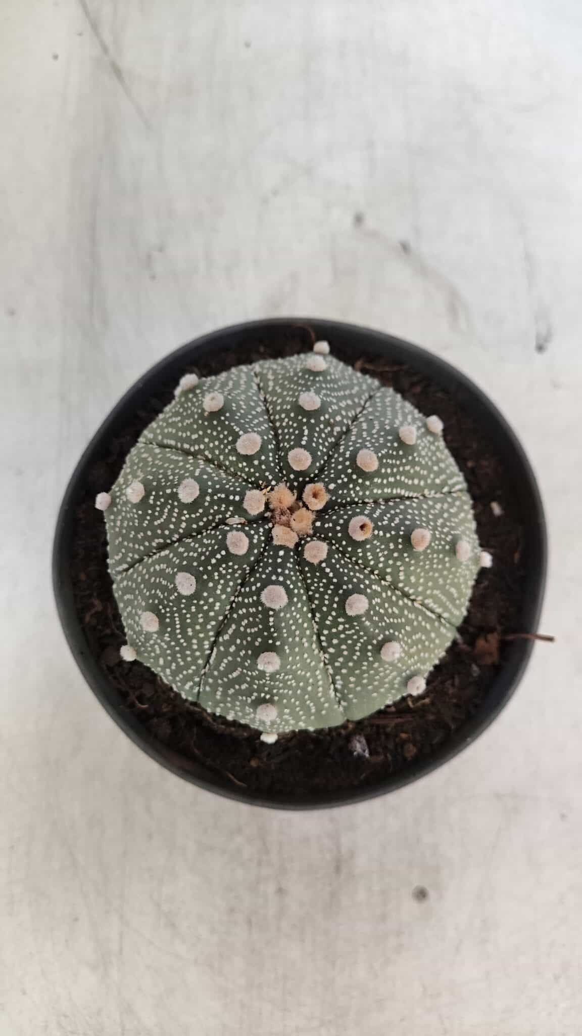 ASTROPHYTUM ASTERIAS Nº 845 – vaso 11