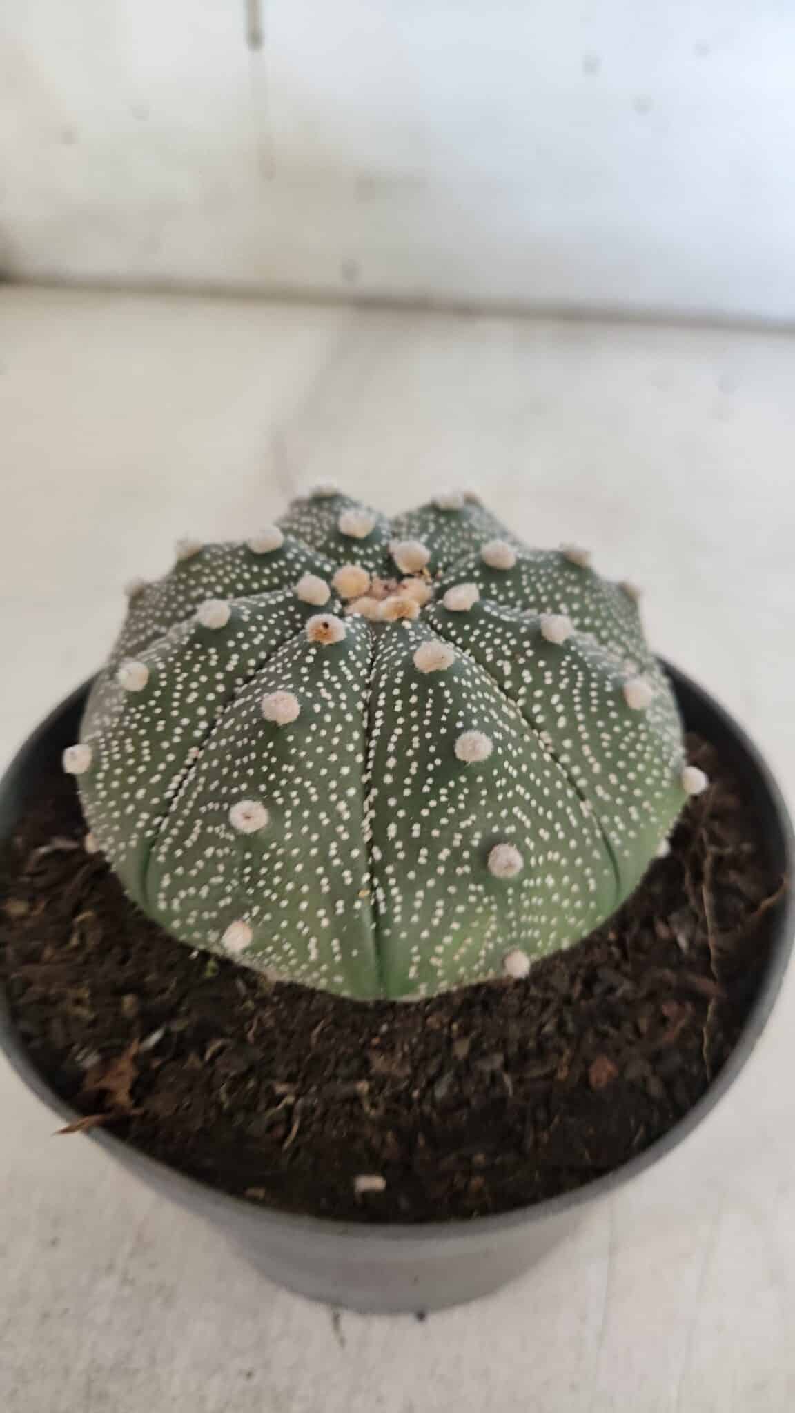 ASTROPHYTUM ASTERIAS Nº 845 – vaso 11