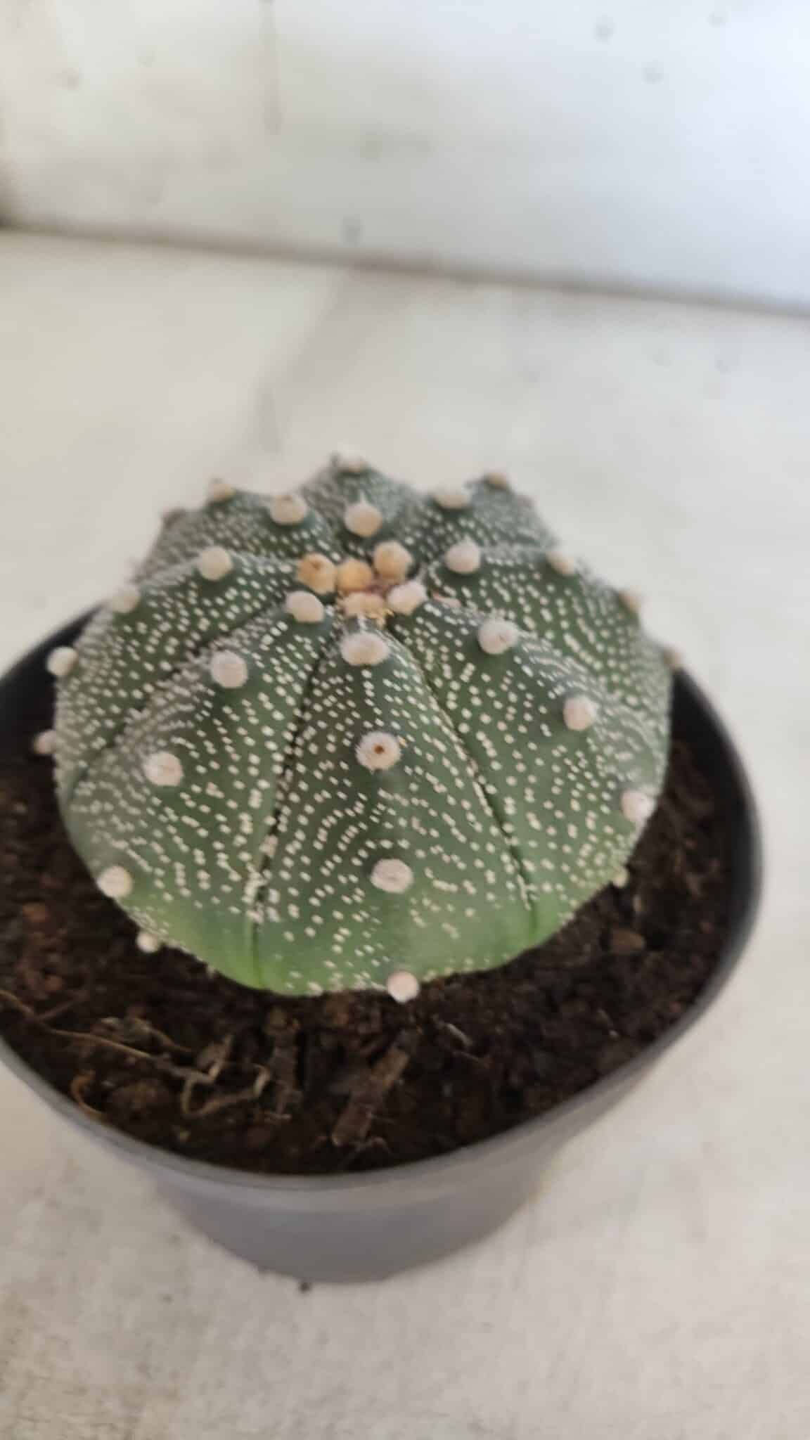ASTROPHYTUM ASTERIAS Nº 845 – vaso 11