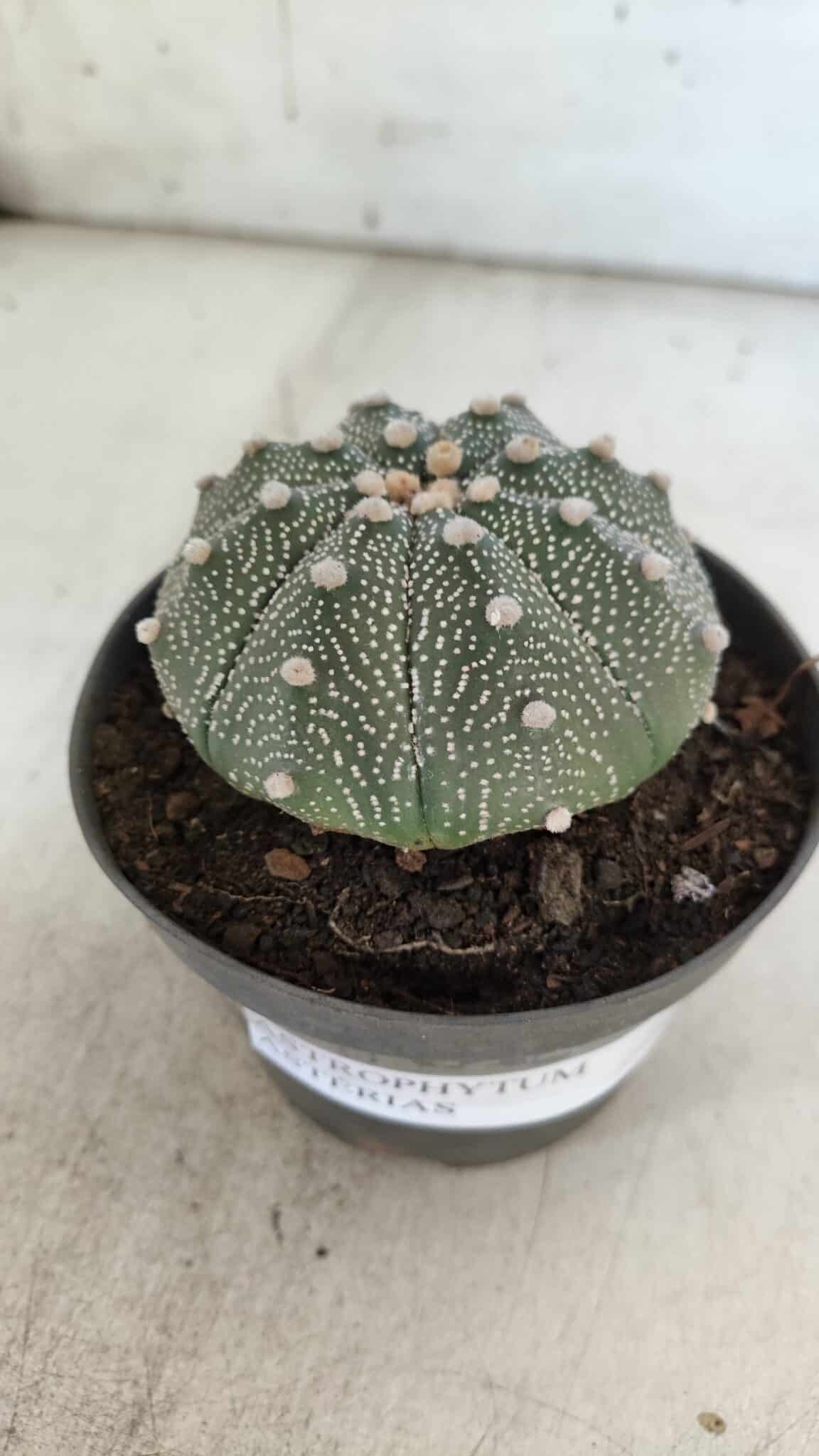 ASTROPHYTUM ASTERIAS Nº 845 – vaso 11