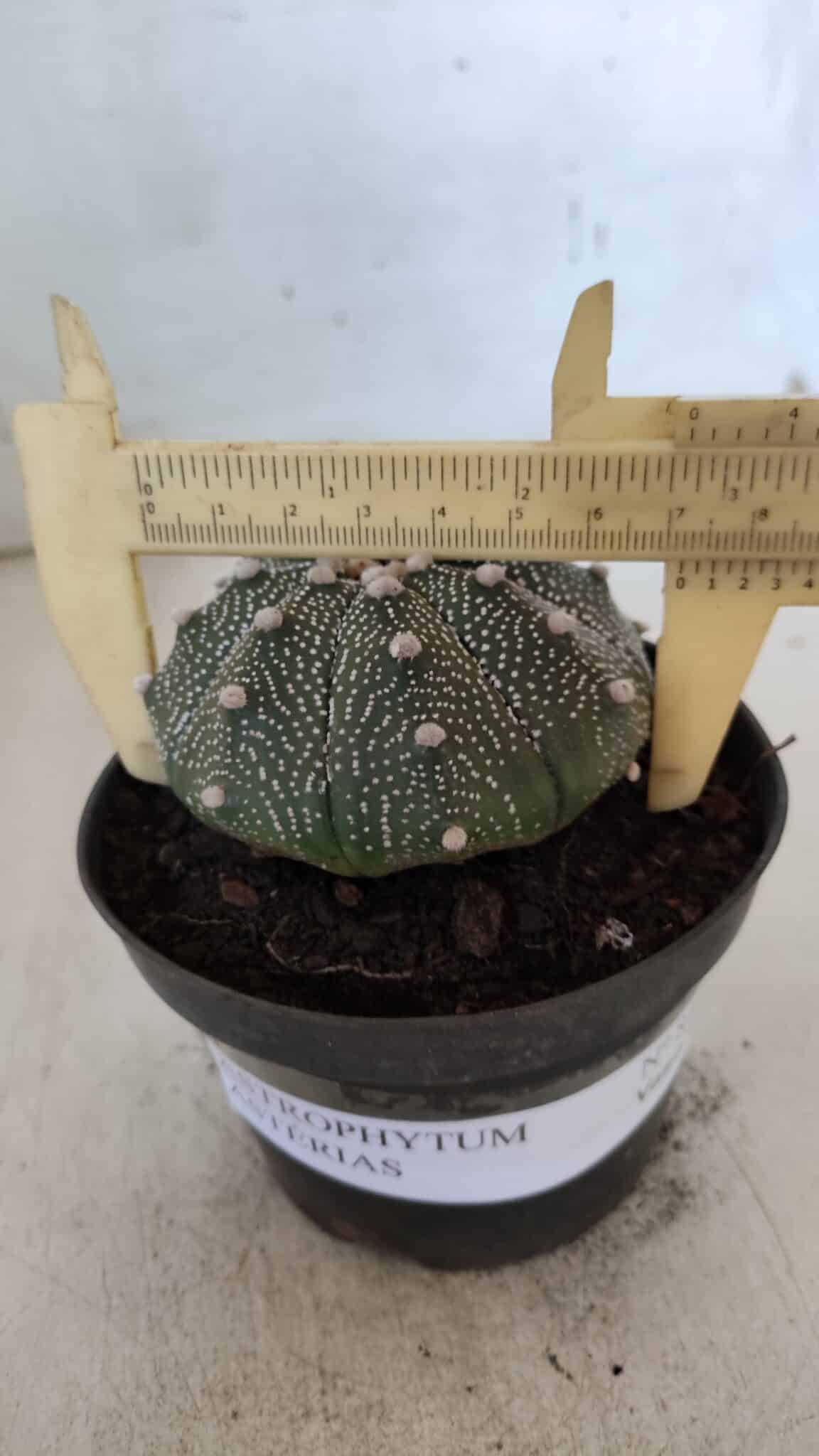 ASTROPHYTUM ASTERIAS Nº 845 – vaso 11