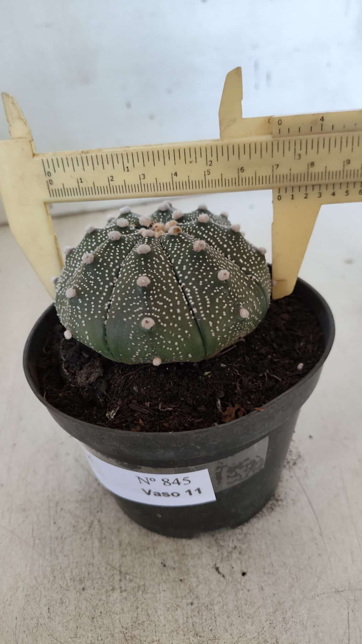 ASTROPHYTUM ASTERIAS Nº 845 – vaso 11