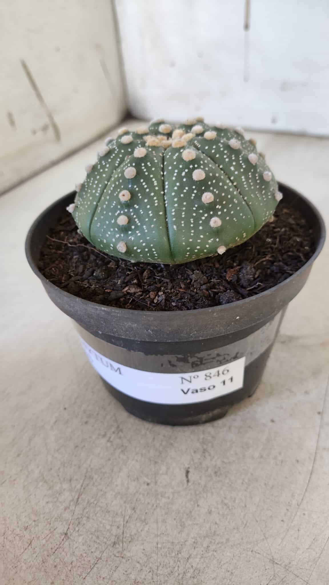 ASTROPHYTUM ASTERIAS Nº 846 – vaso 11