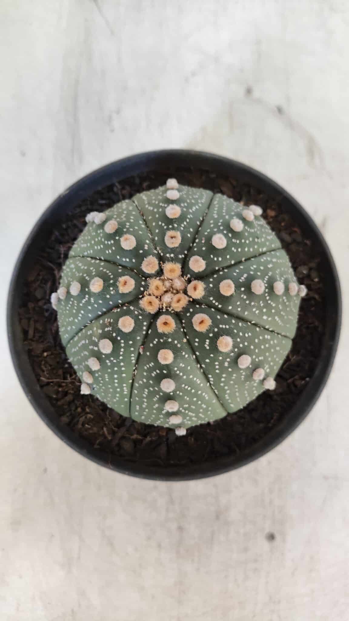 ASTROPHYTUM ASTERIAS Nº 846 – vaso 11