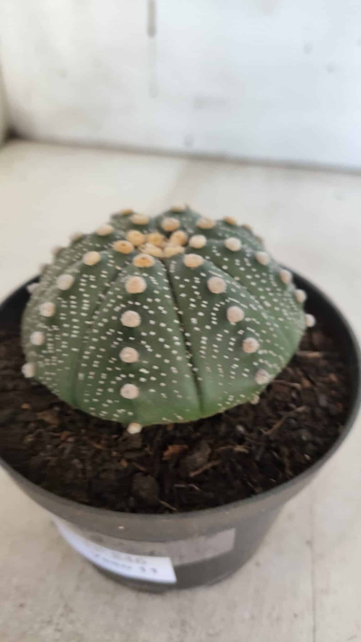 ASTROPHYTUM ASTERIAS Nº 846 – vaso 11
