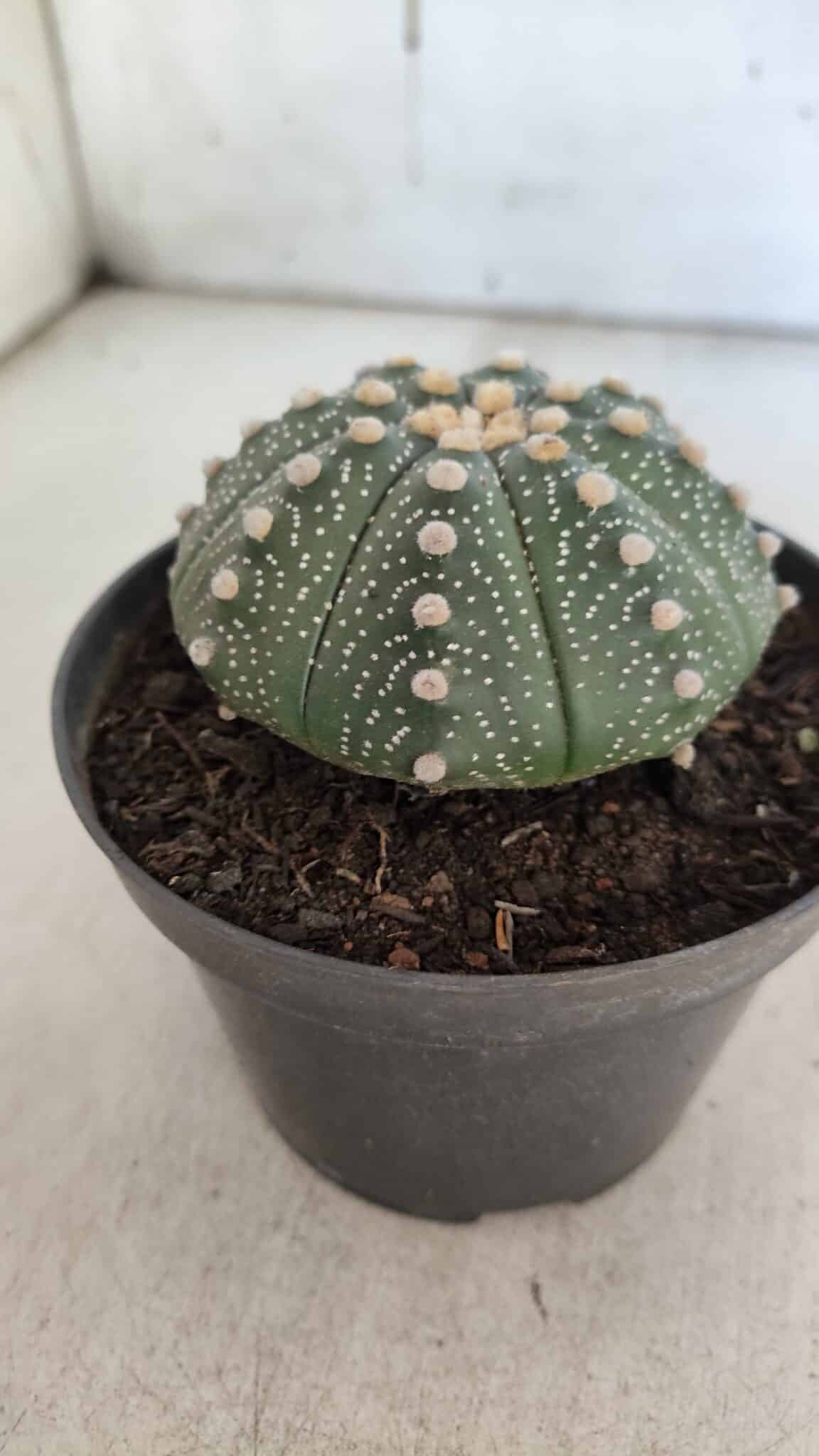 ASTROPHYTUM ASTERIAS Nº 846 – vaso 11