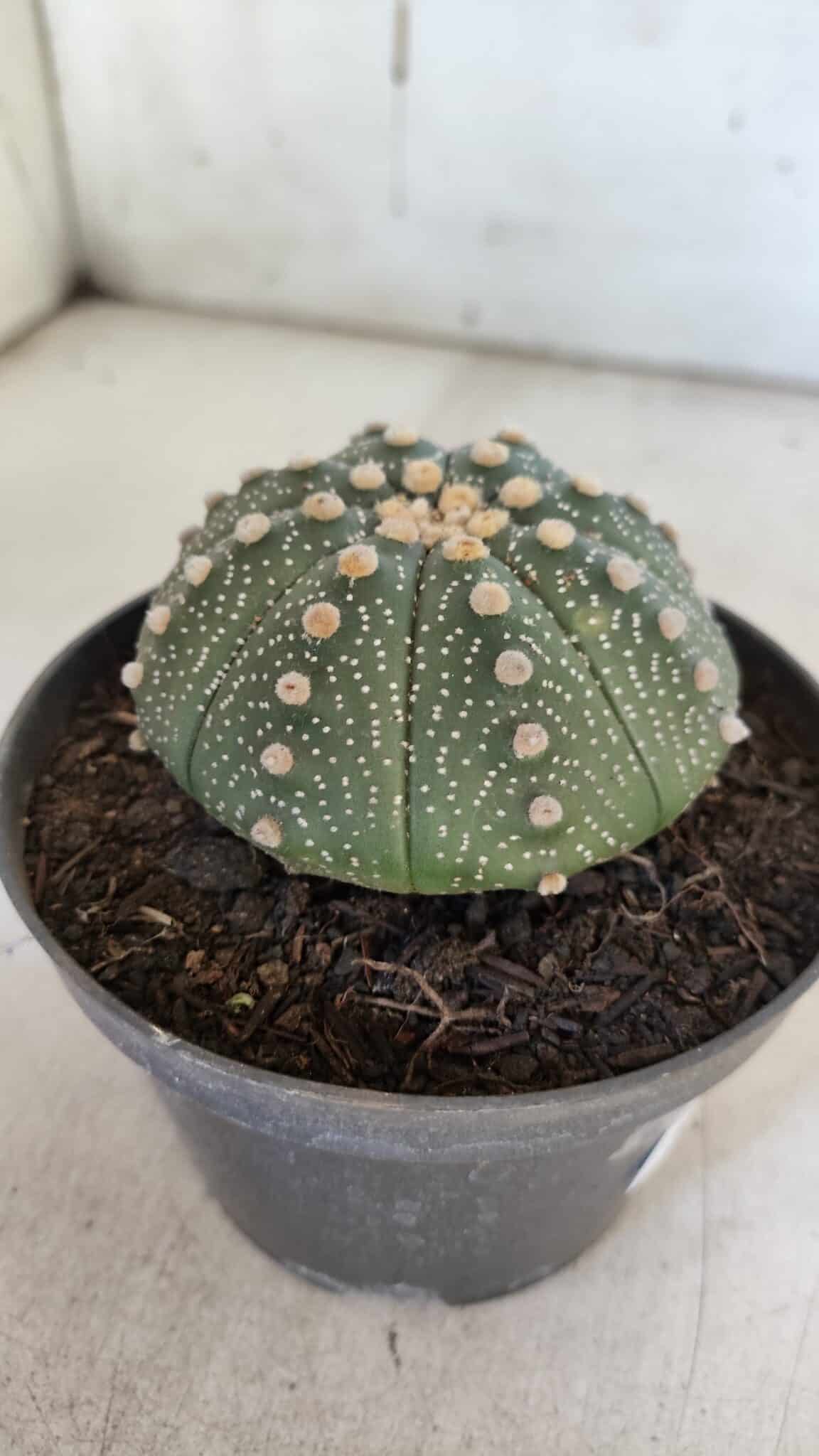 ASTROPHYTUM ASTERIAS Nº 846 – vaso 11